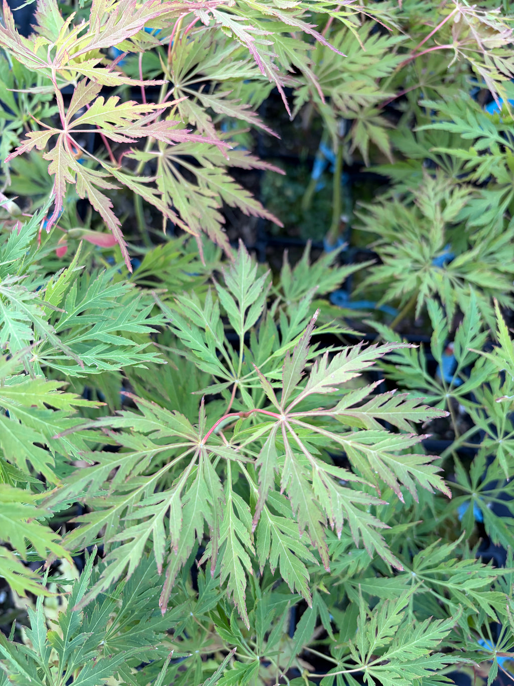 Acer Palmatum ‘Germaine’s Gyration’