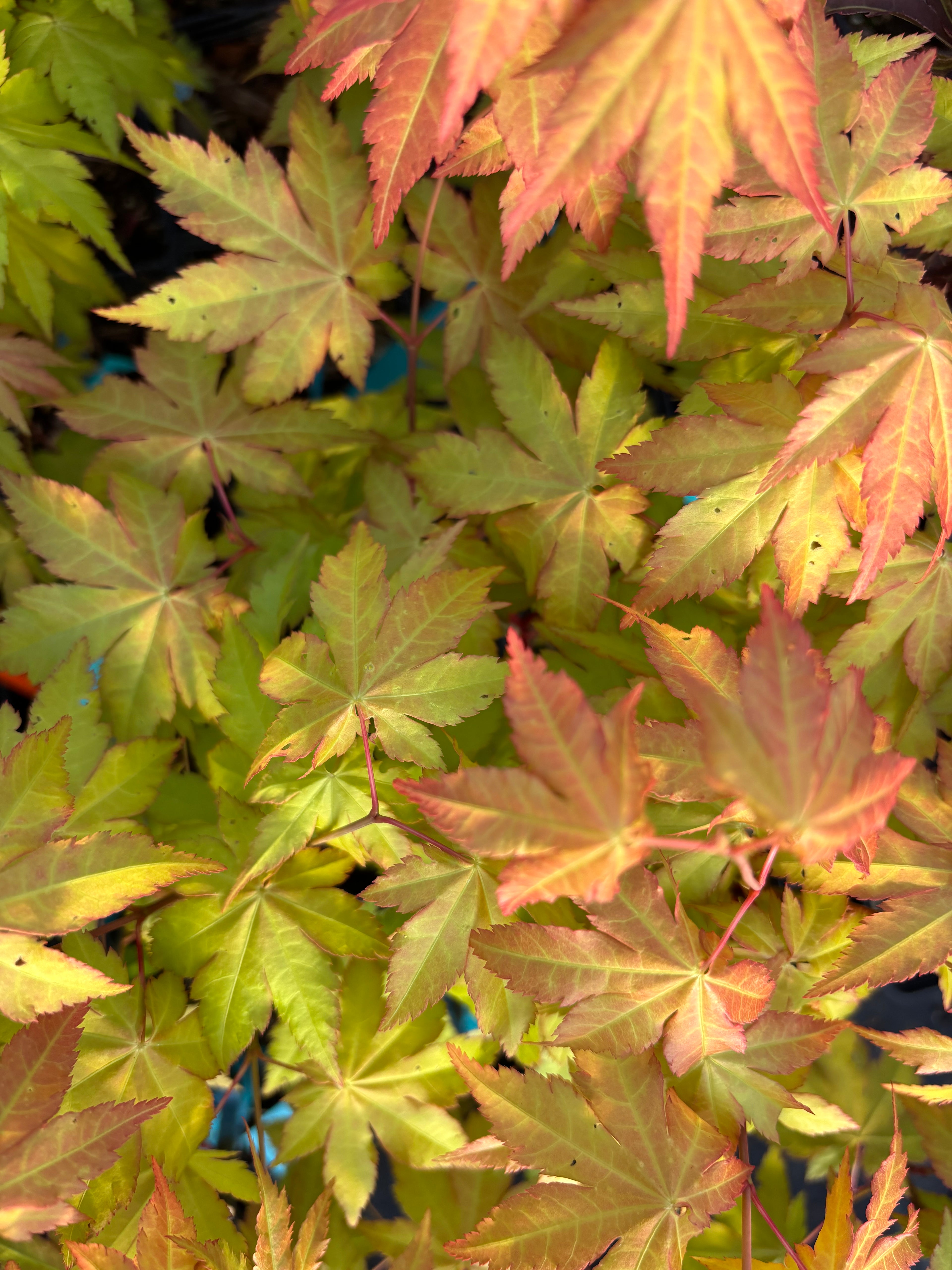 Acer Shirasawanum ‘Sunny’