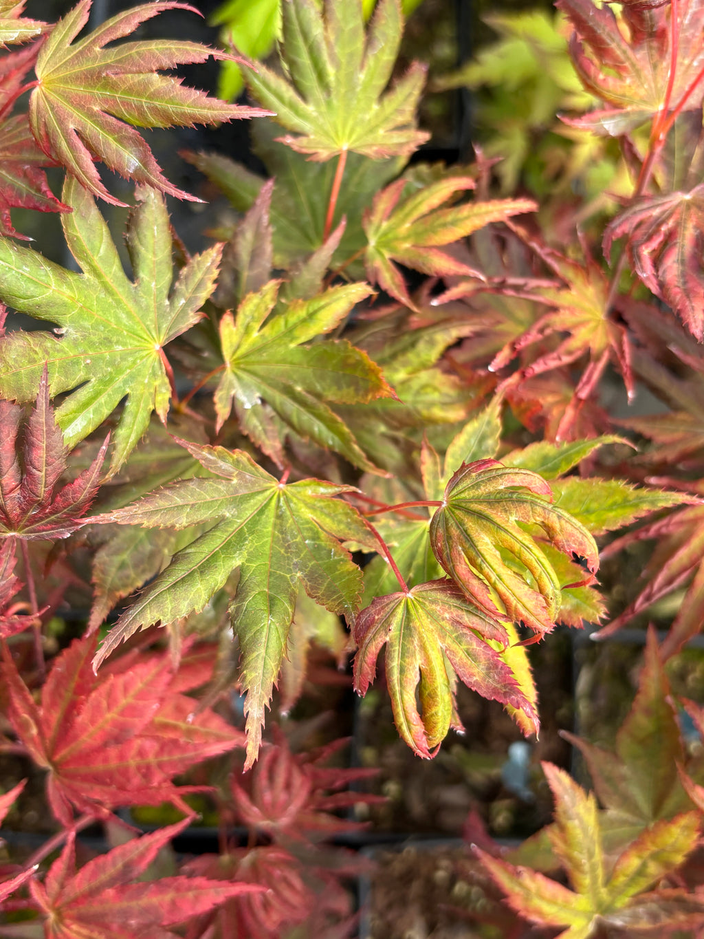Acer Palmatum X ‘Purple Curl’