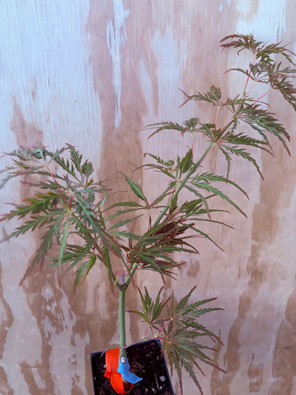 Acer Palmatum ‘Earth Fire’