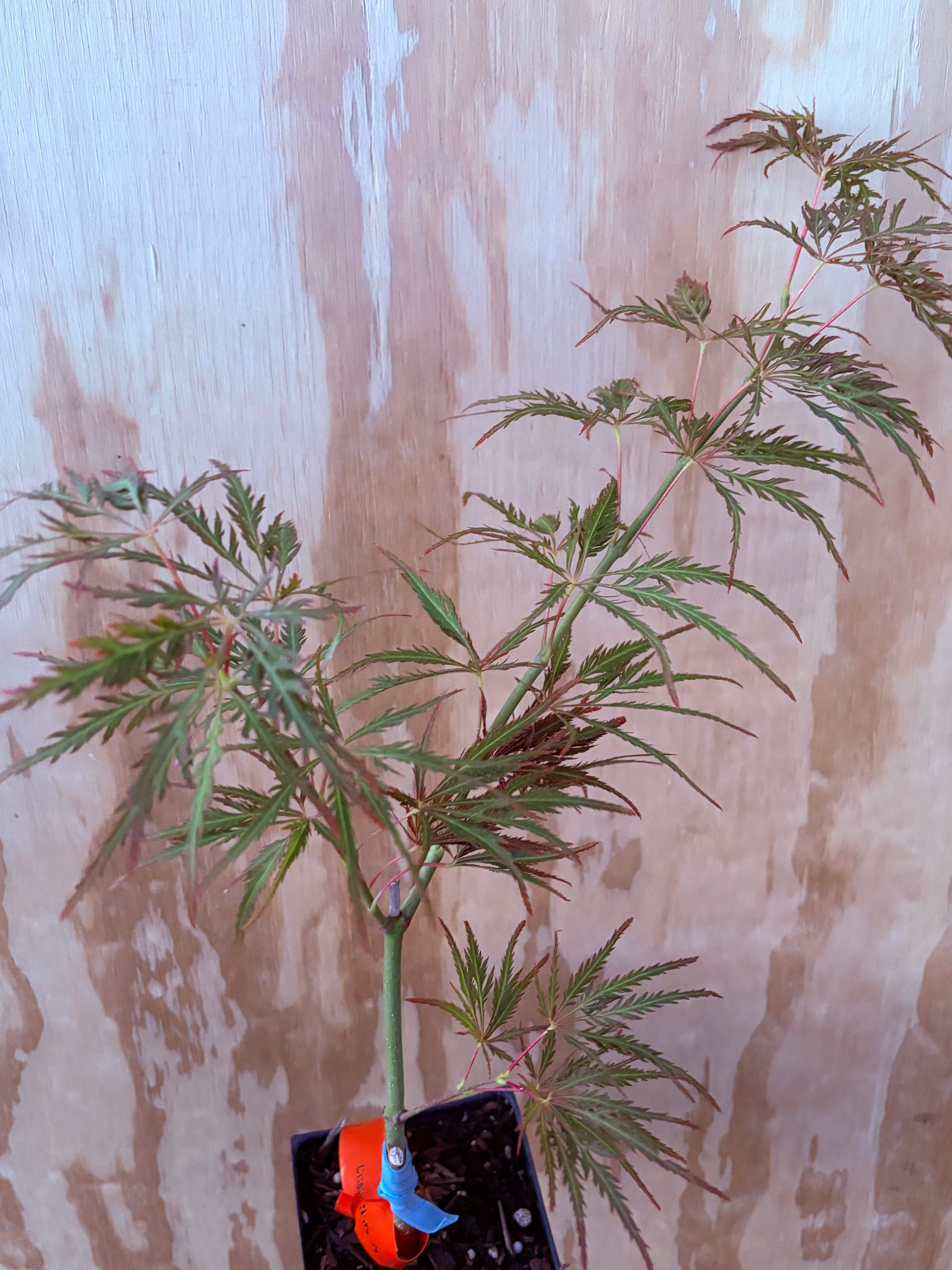 Acer Palmatum ‘Earth Fire’