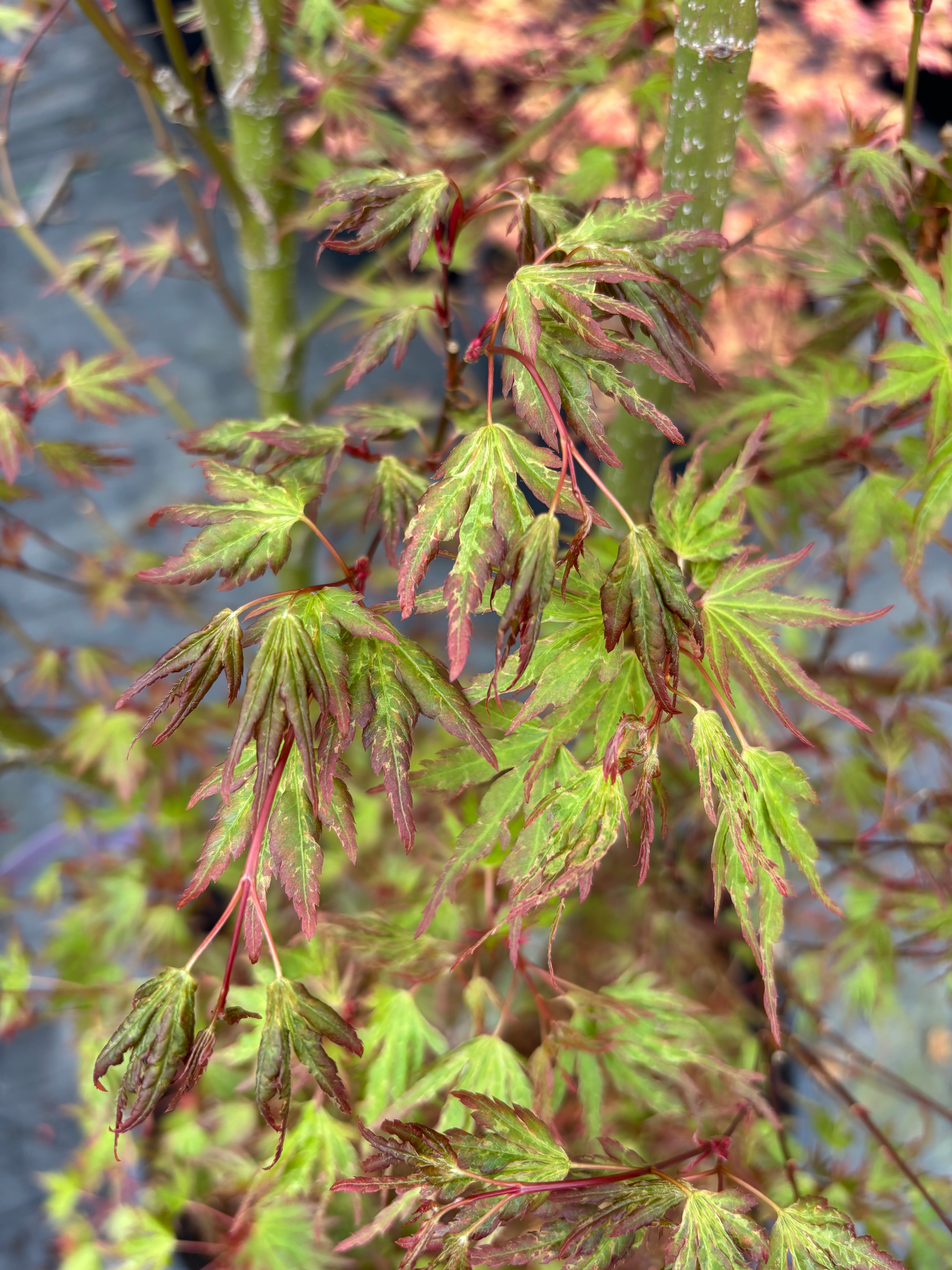 Acer Palmatum ‘La Bruja’