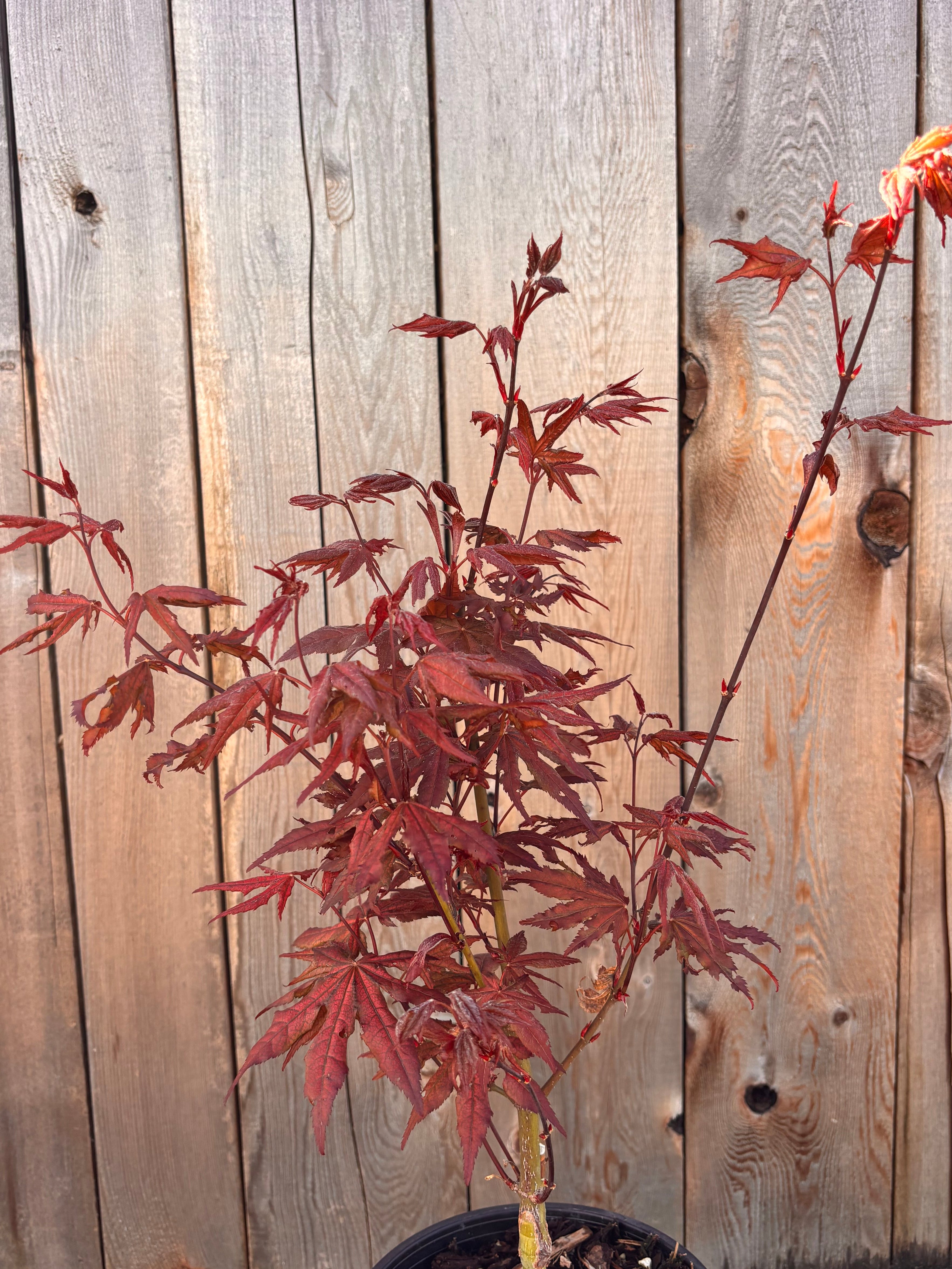 Acer Palmatum ‘Black Hole’