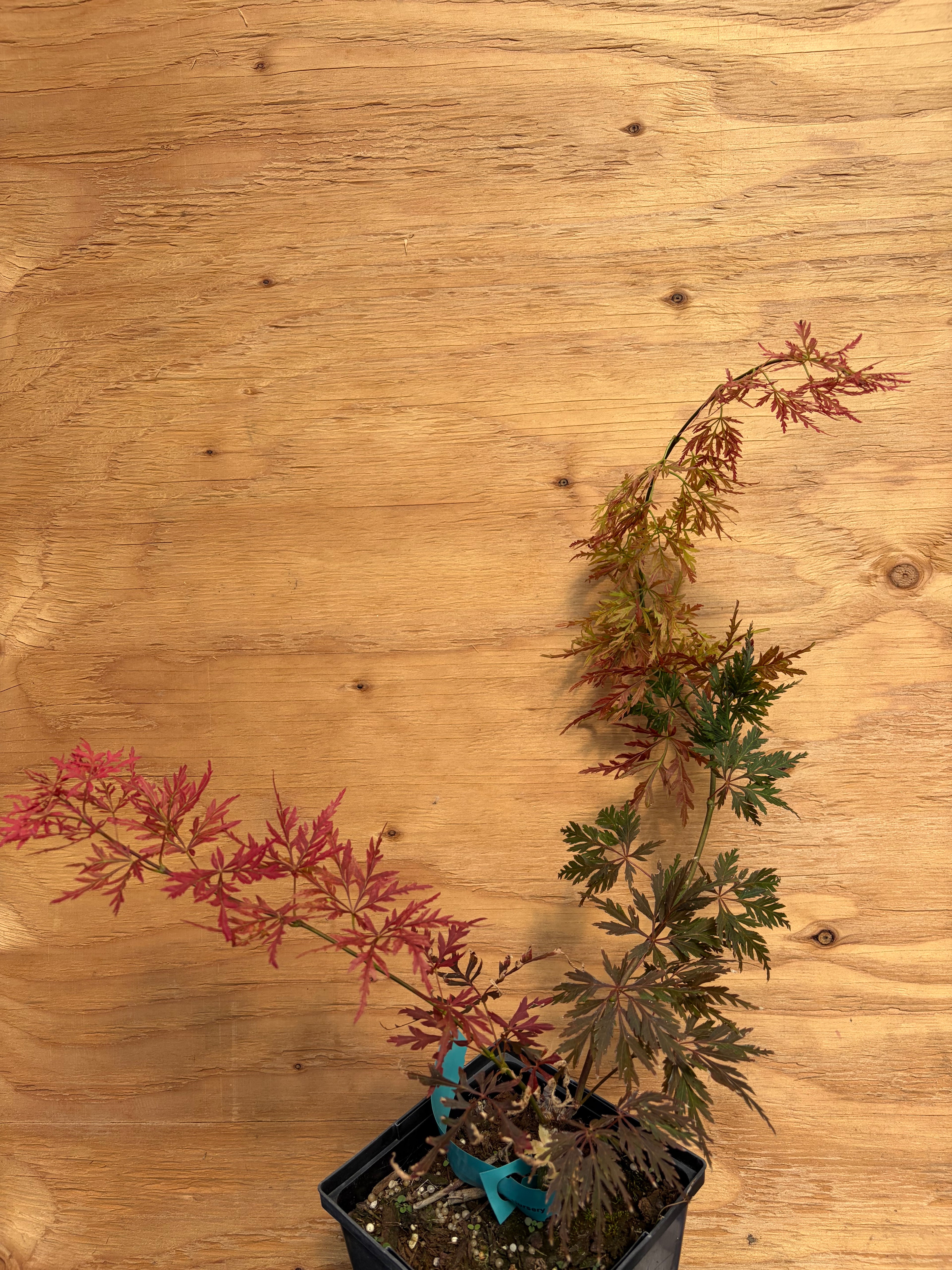 Acer Palmatum ‘Orangeola’