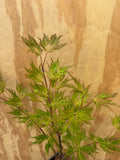 Acer Shirasawanum ‘Green Snowflake’