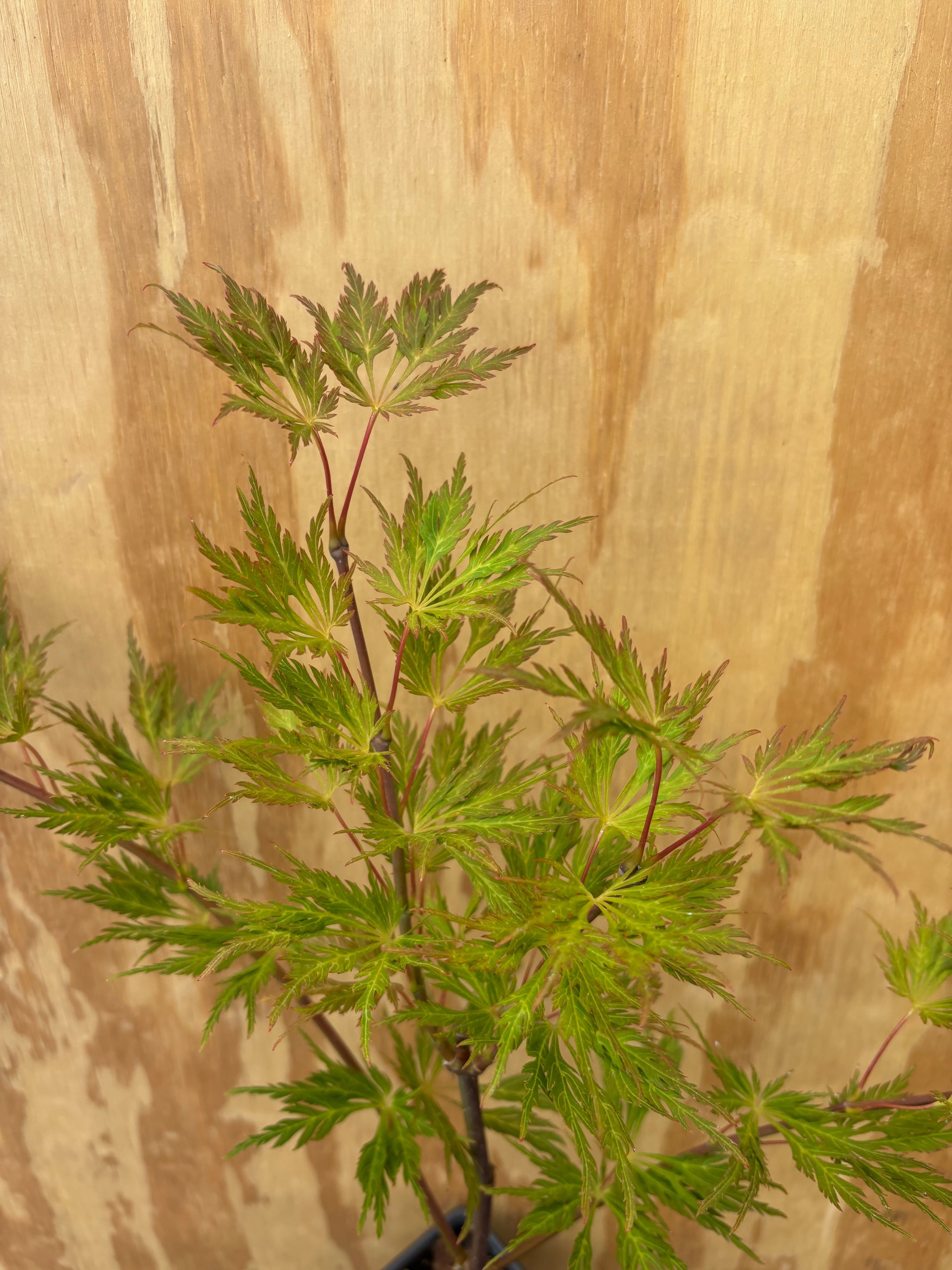 Acer Shirasawanum ‘Green Snowflake’