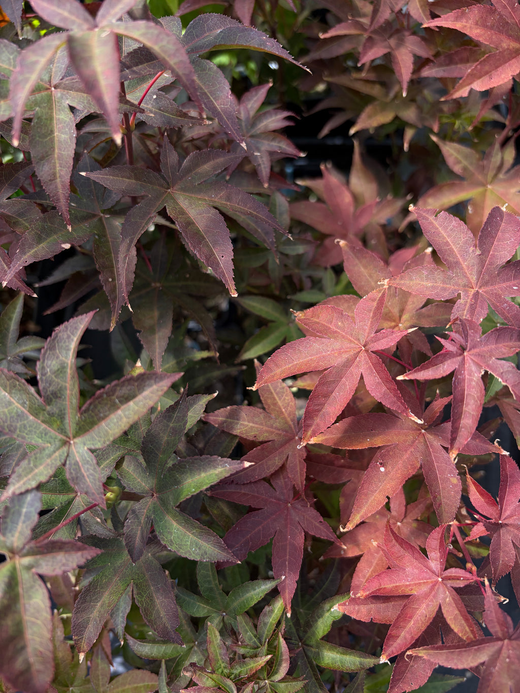 Acer Palmatum ‘Rhode Island Red’
