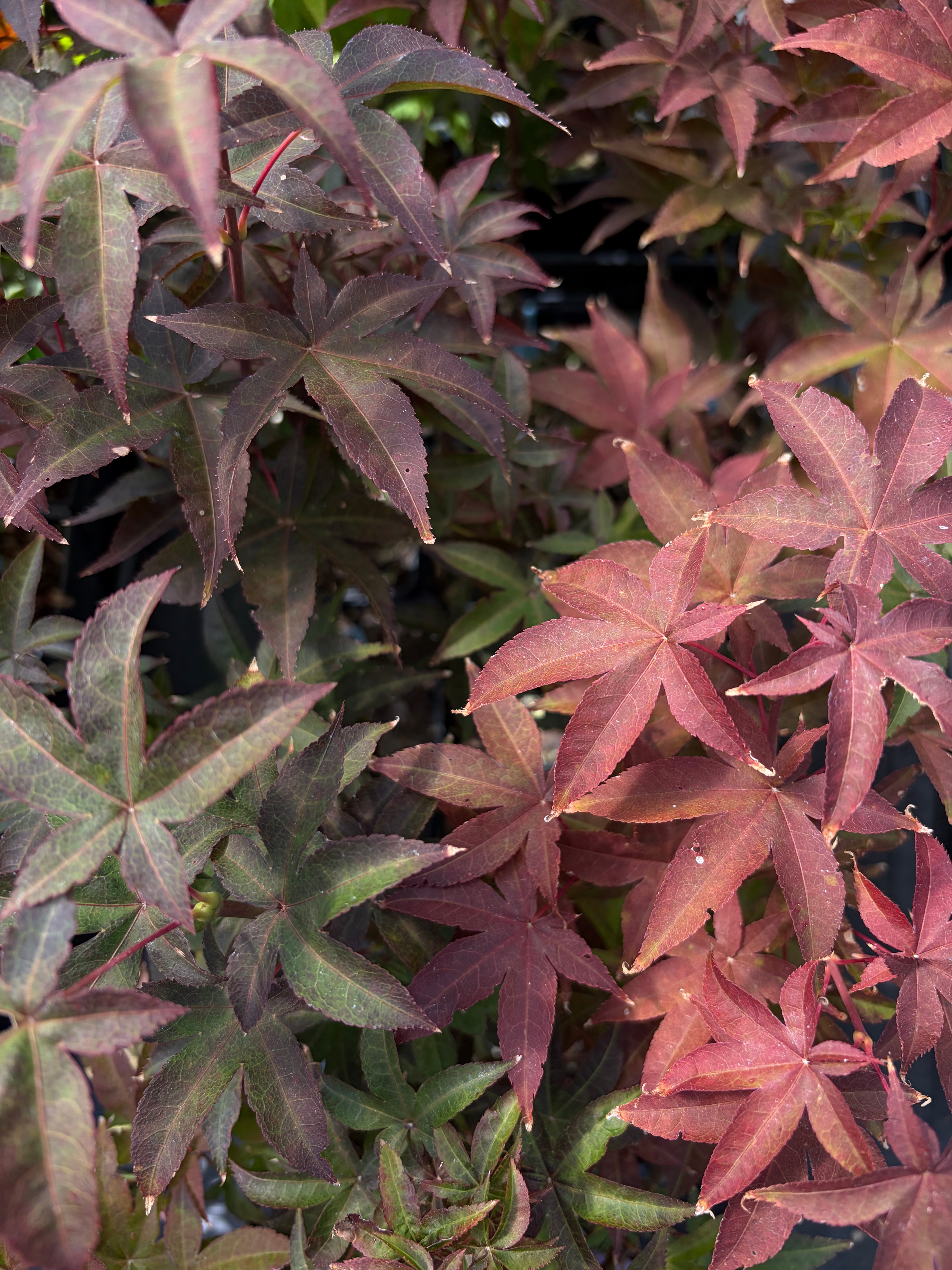 Acer Palmatum ‘Rhode Island Red’