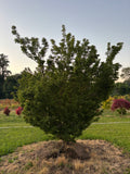 Acer Palmatum ‘Shishigashira’