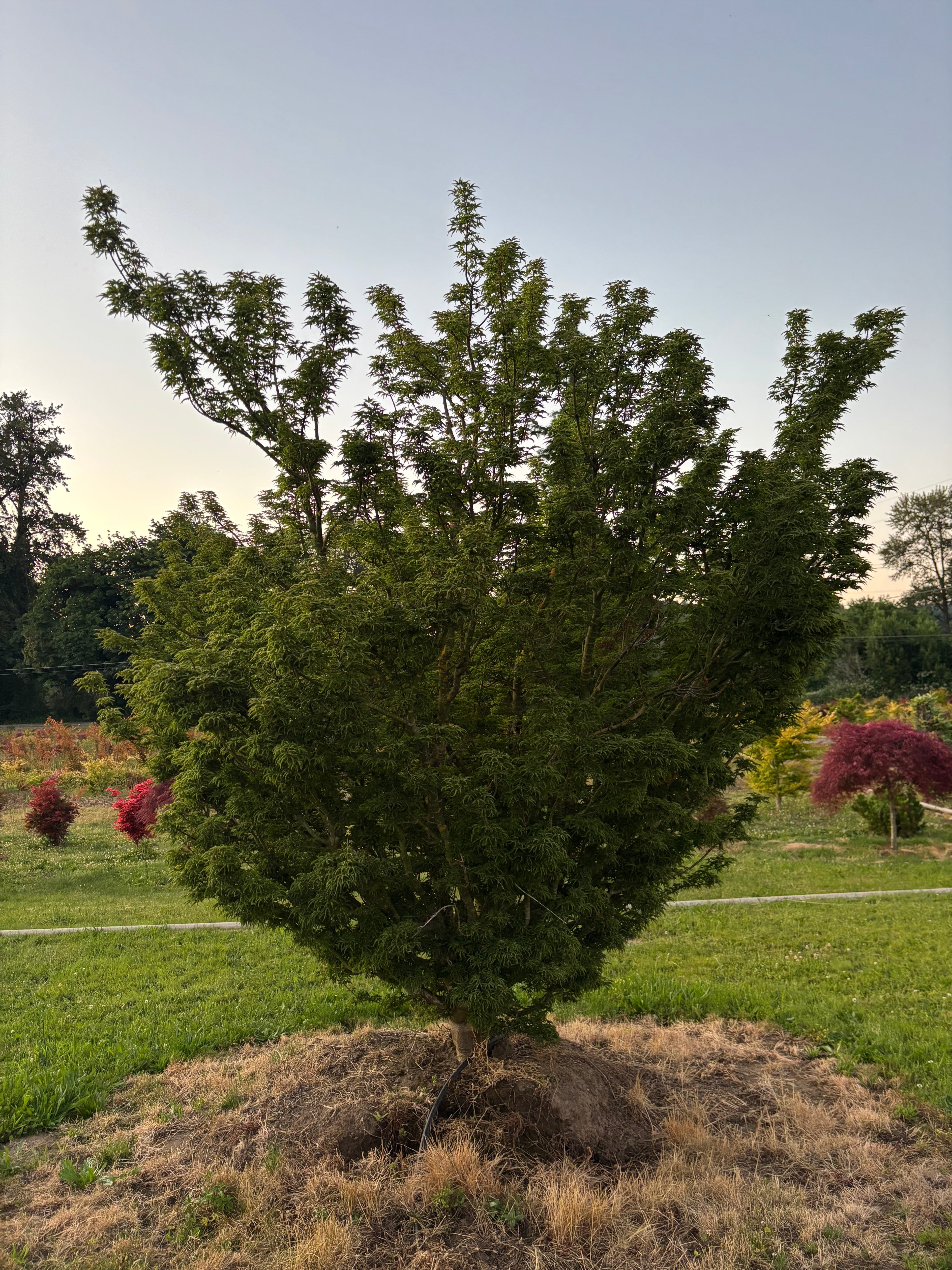 Acer Palmatum ‘Shishigashira’