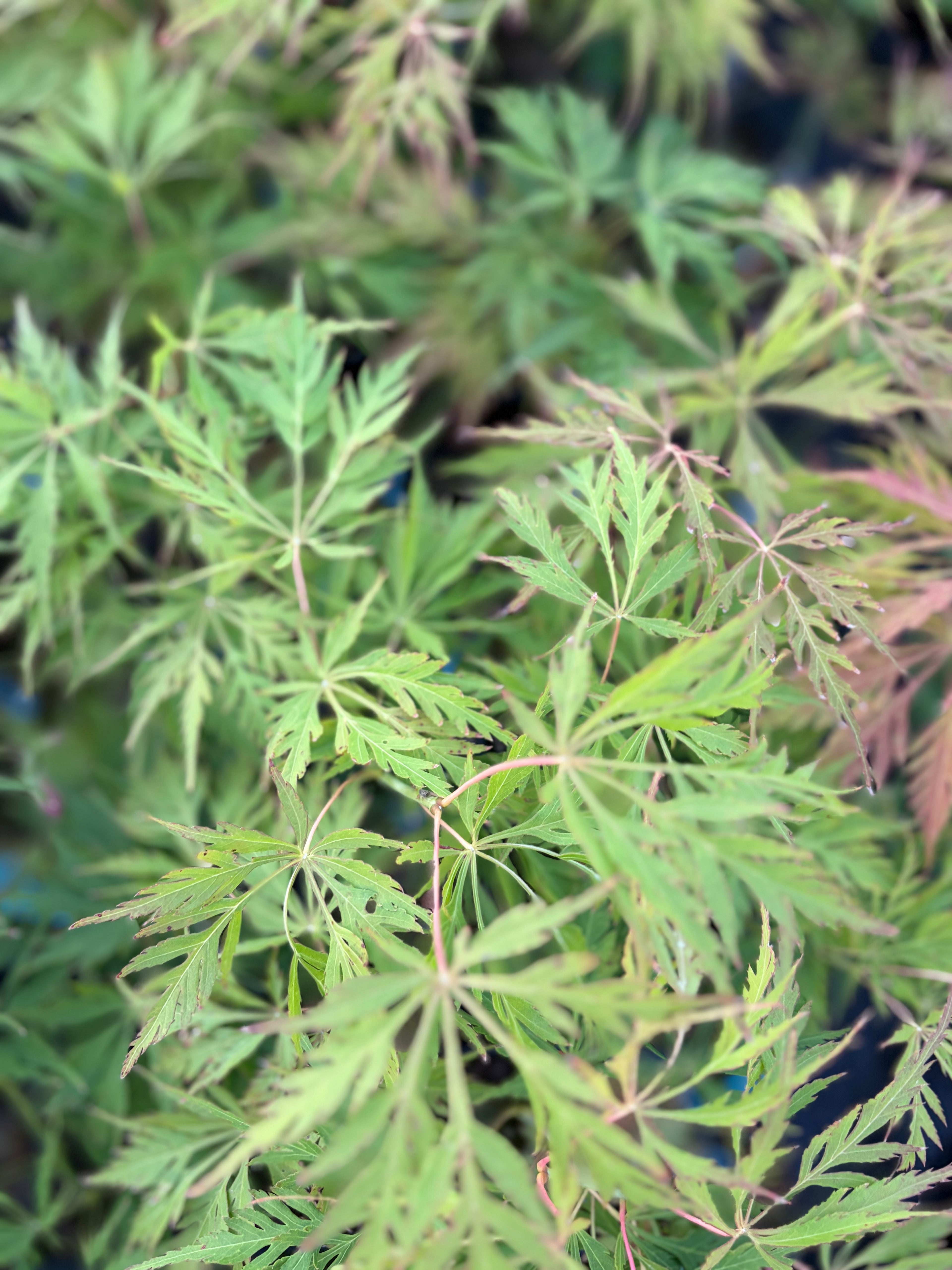 Acer Palmatum ‘Germaine’s Gyration’