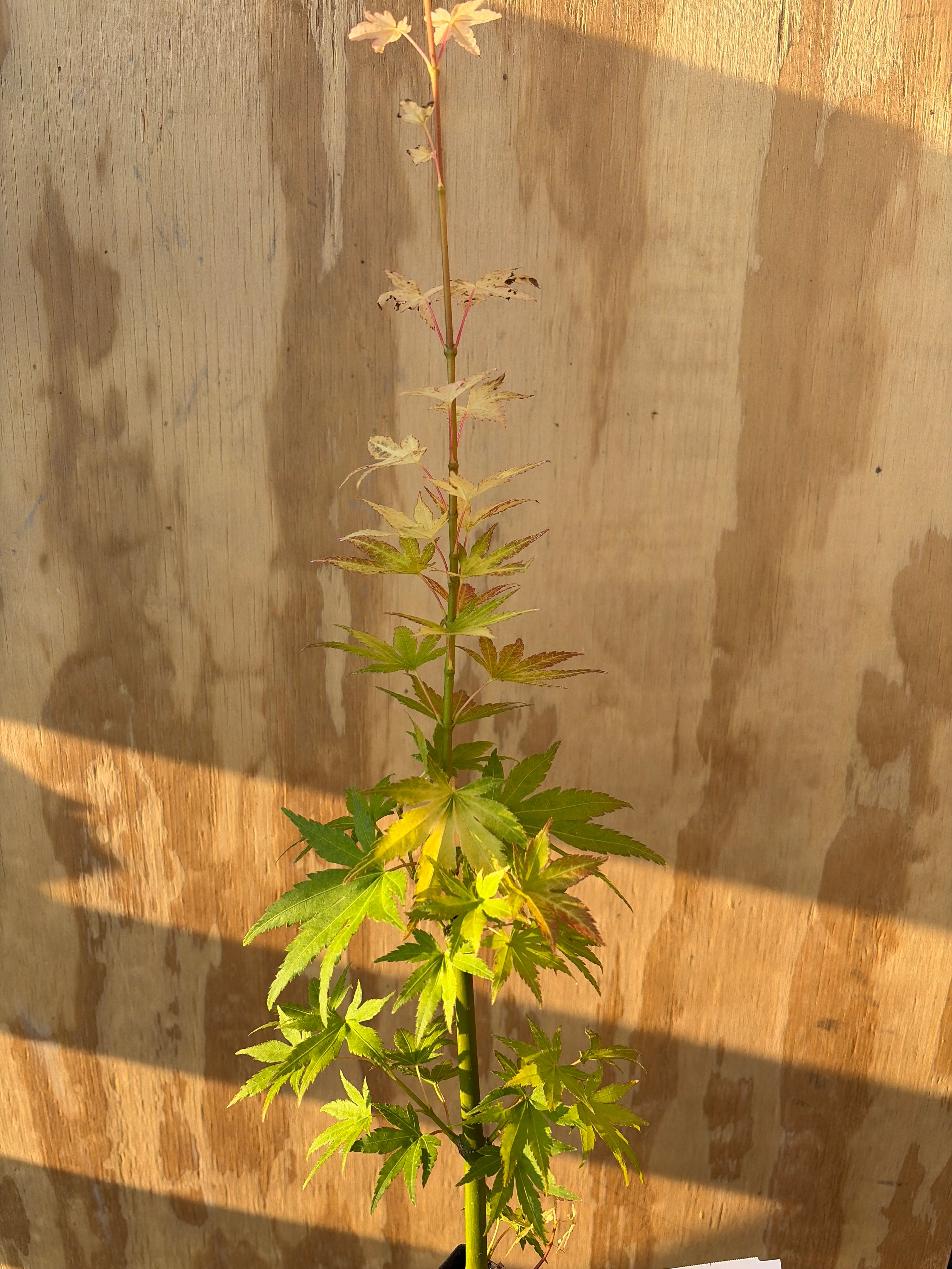 Acer Palmatum ‘Orange Dream’
