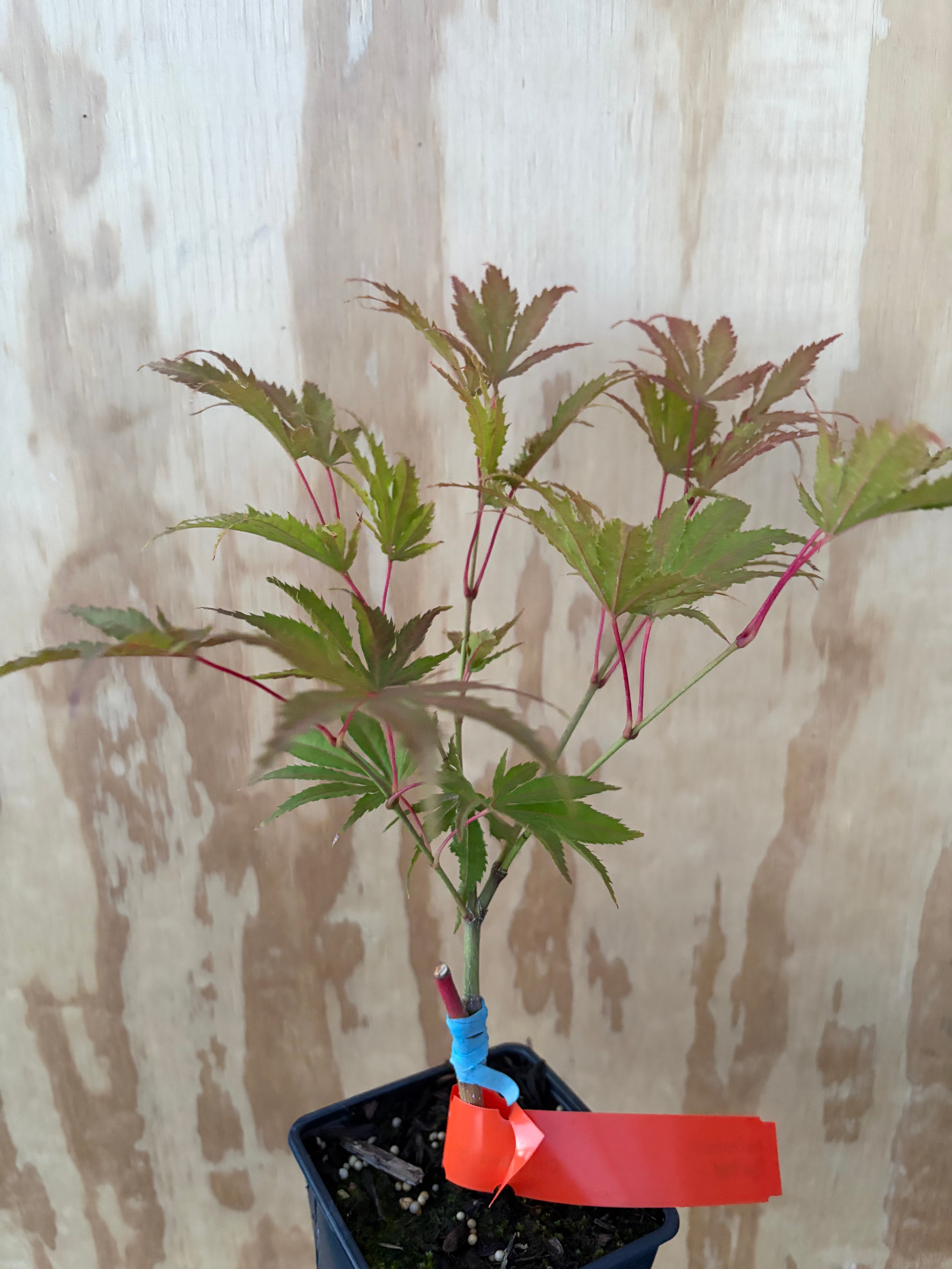 Acer Palmatum ‘Tiger Rose’