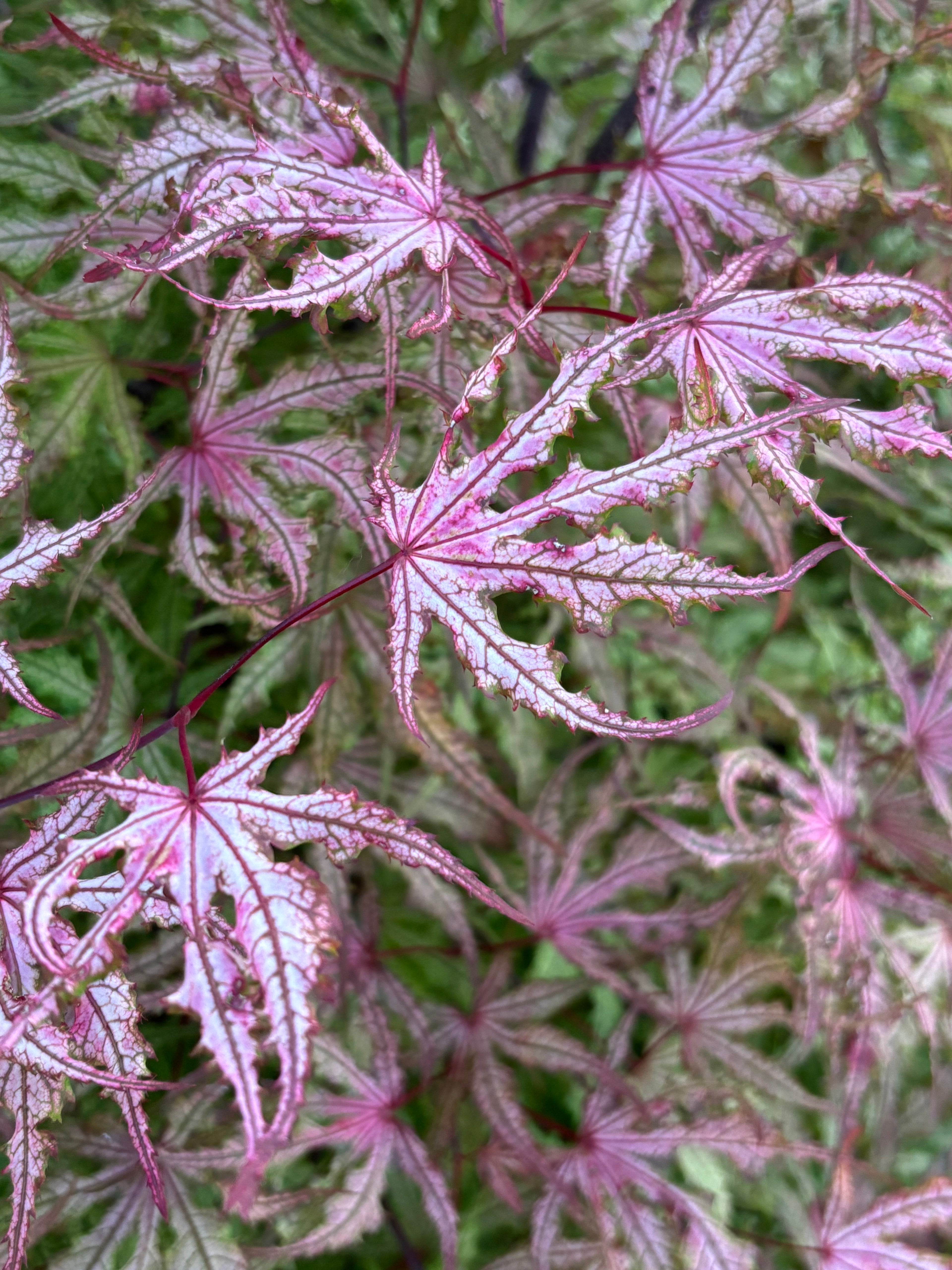 Acer Palmatum ‘Strawberry Spring’