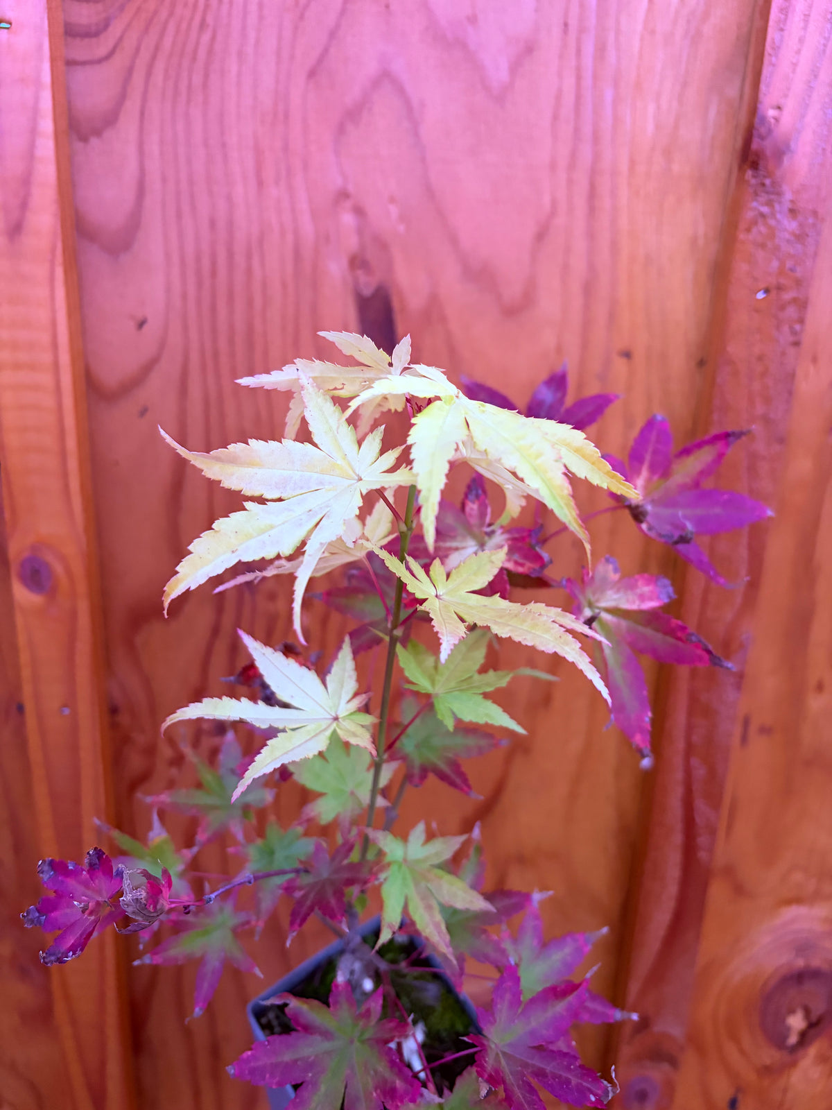 Acer Palmatum ‘Yellow Cascade’