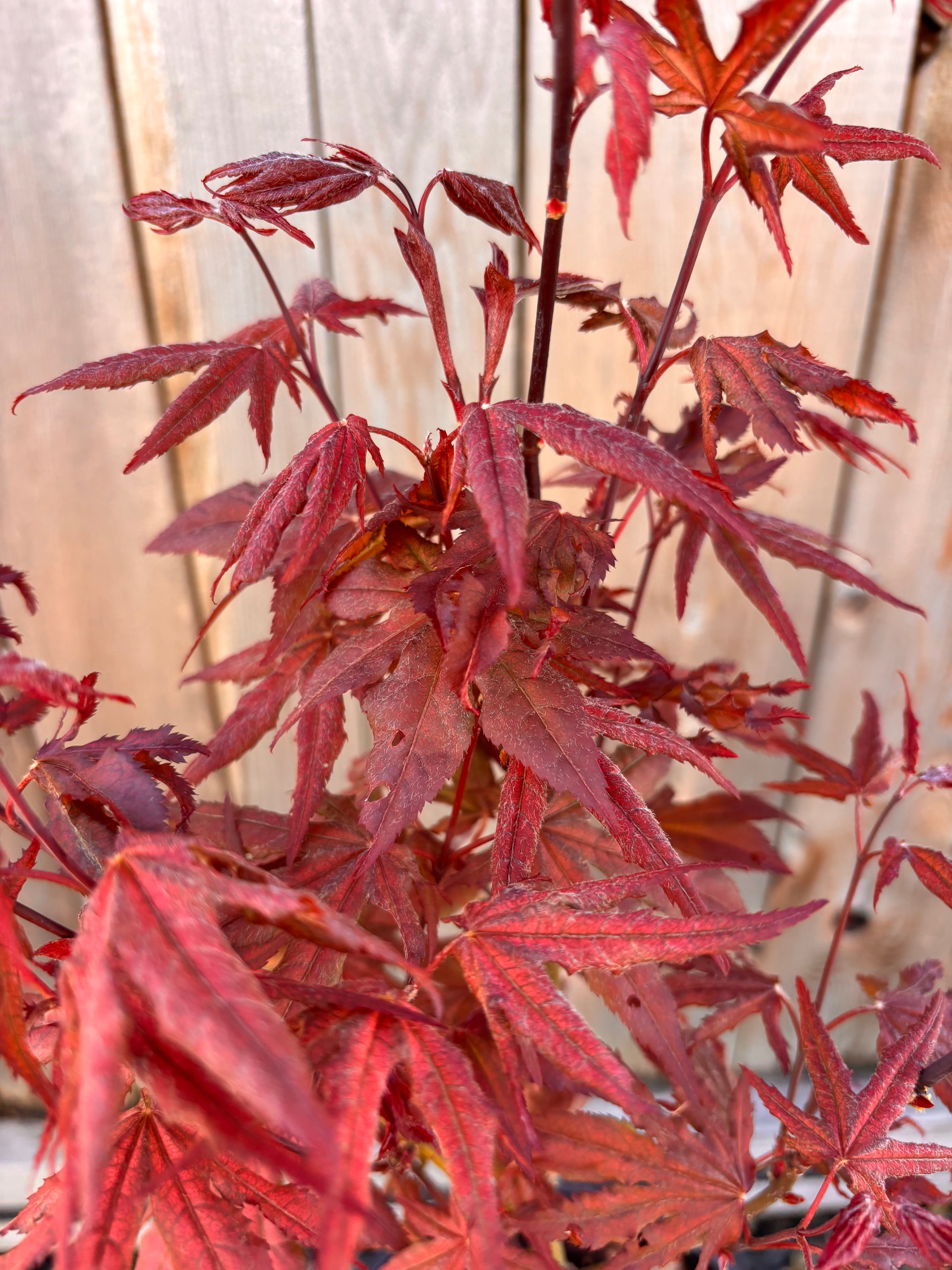 Acer Palmatum ‘Black Hole’