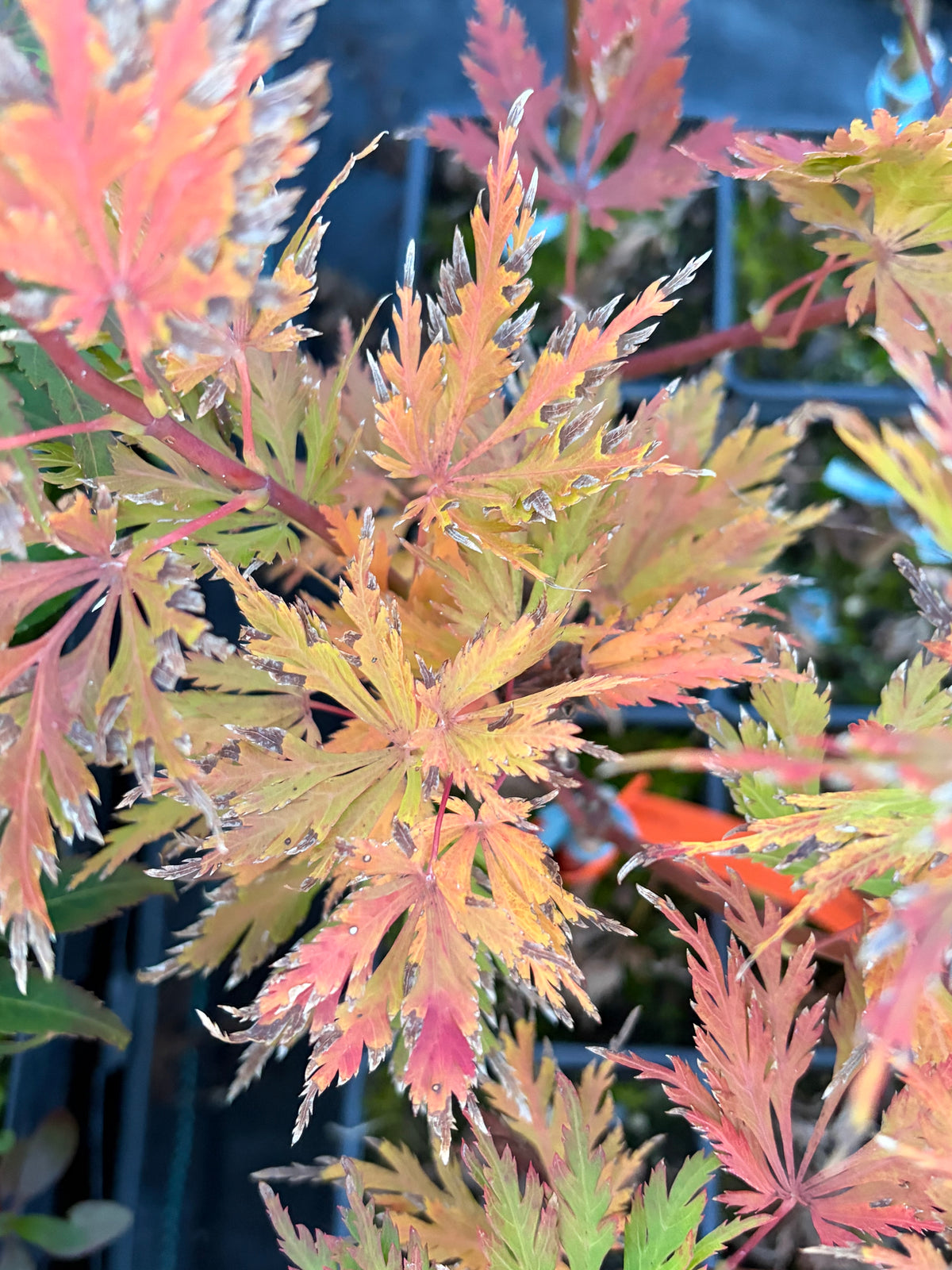 Acer Shirasawanum ‘Green Snowflake’
