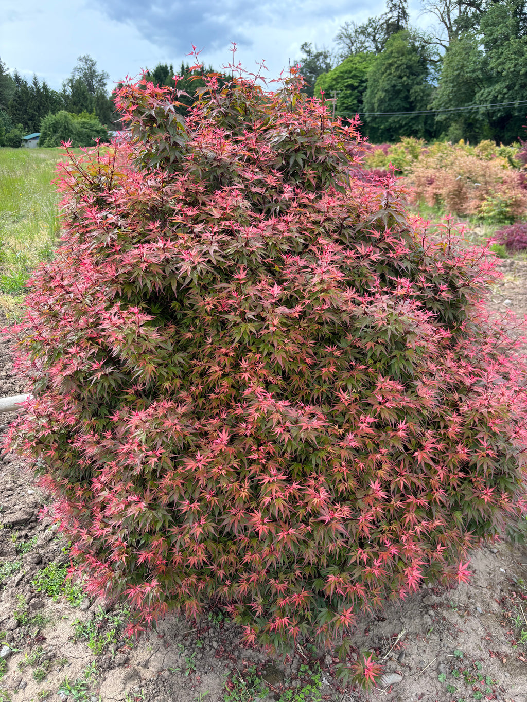Acer Palmatum ‘Kuro Hime’