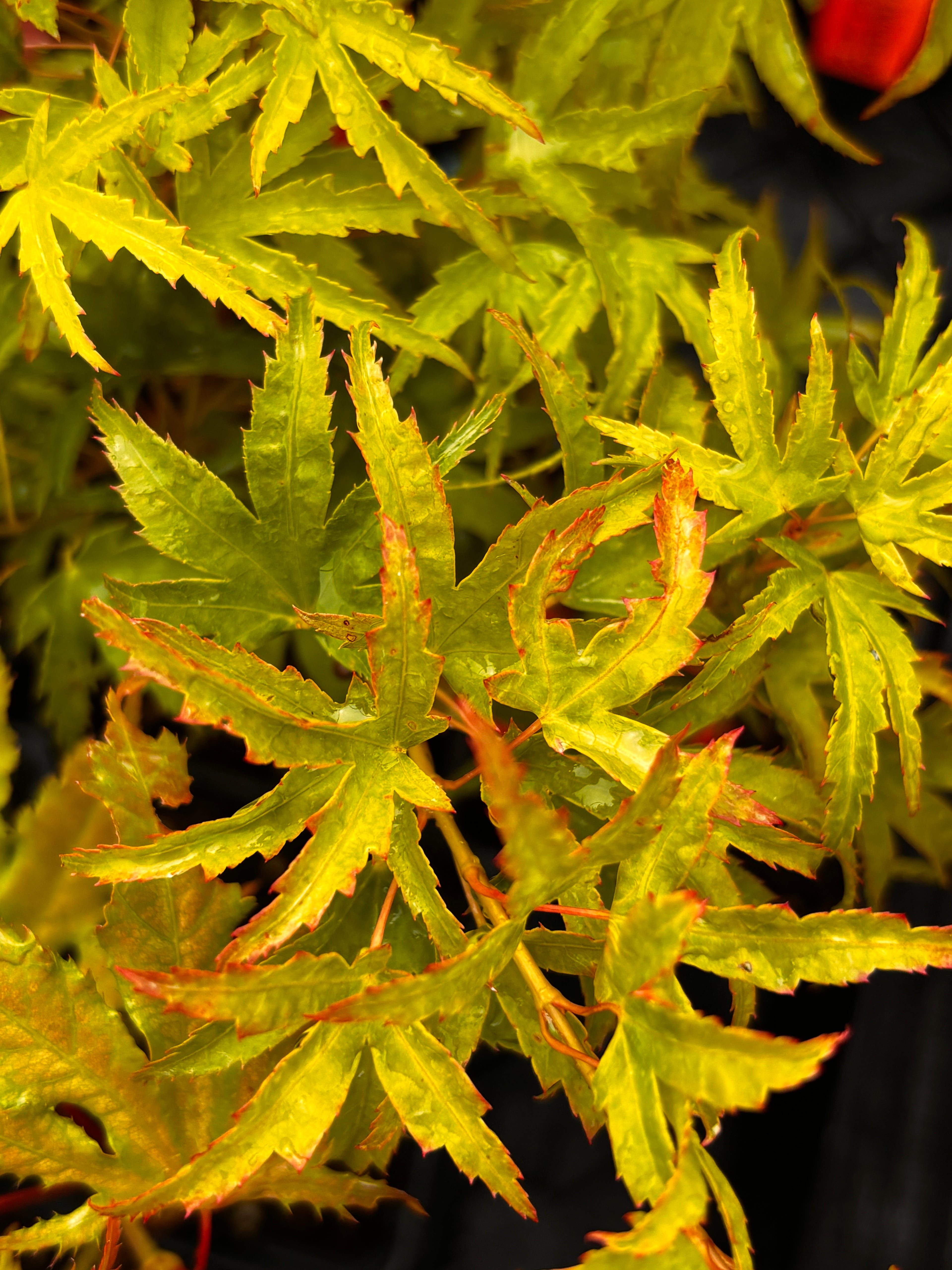 Acer Palmatum ‘Kamagata’