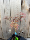 Acer Palmatum ‘Dr.Brown’
