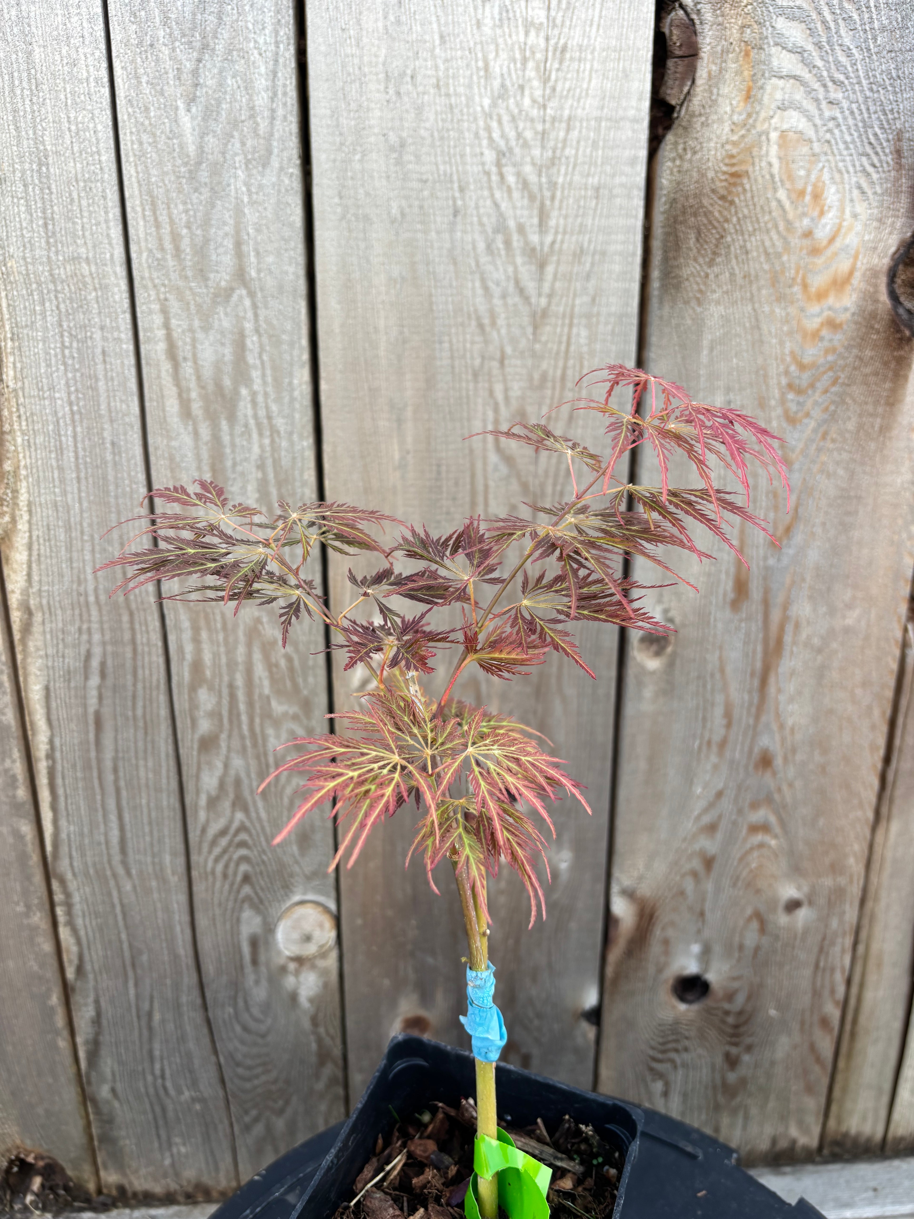 Acer Palmatum ‘Dr.Brown’