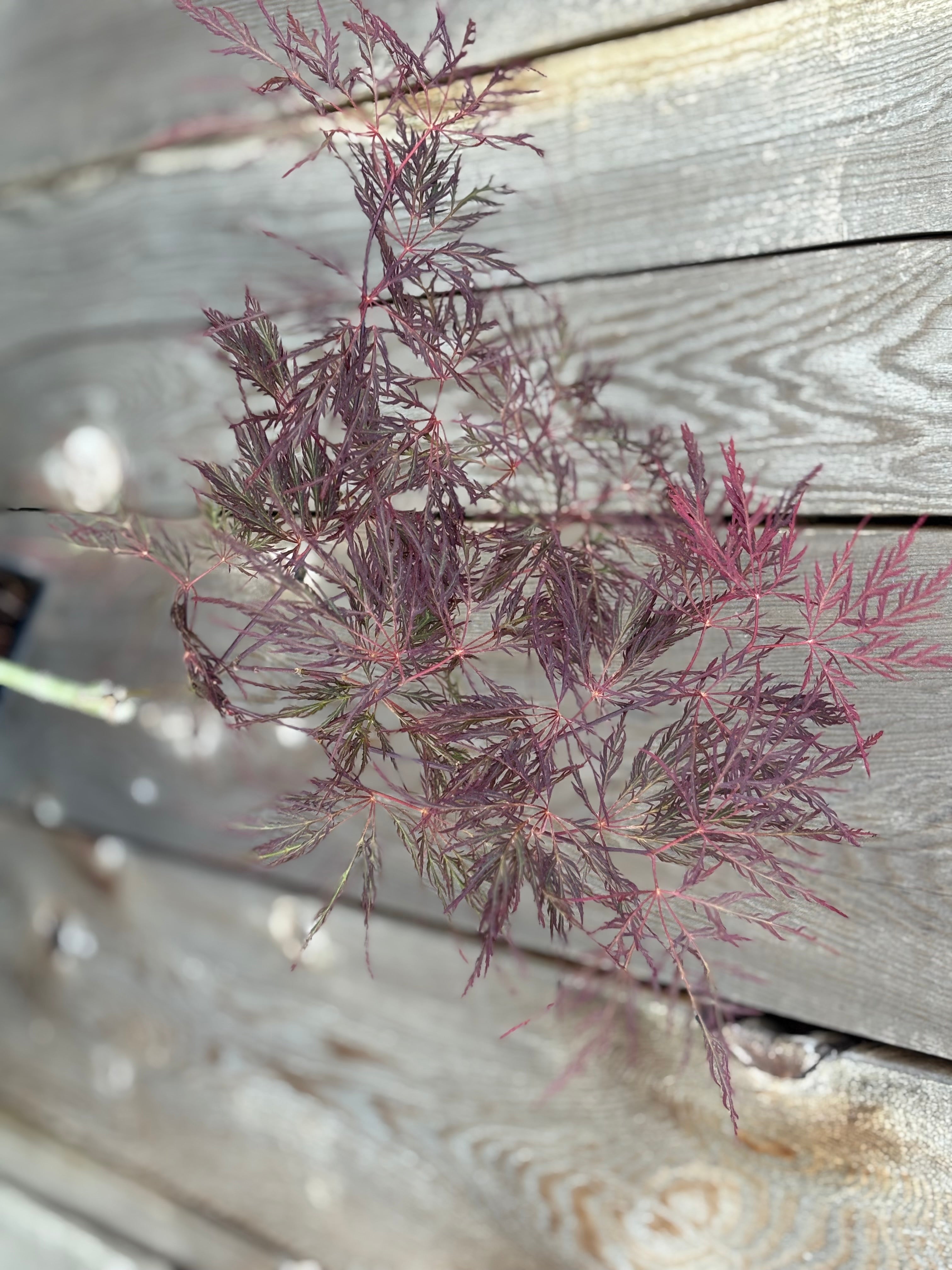 Acer Palmatum Dissectum ‘Red Filigree Lace’