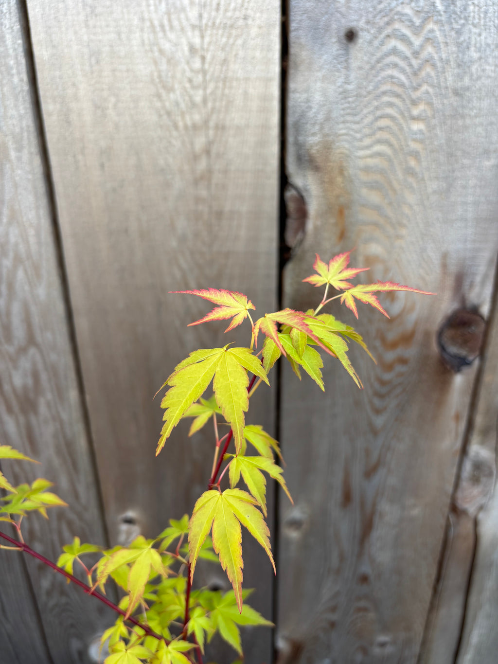 Acer Palmatum ‘Katsura’