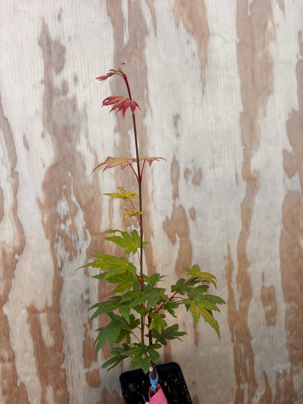 Acer Palmatum ‘Yama Nishiki’