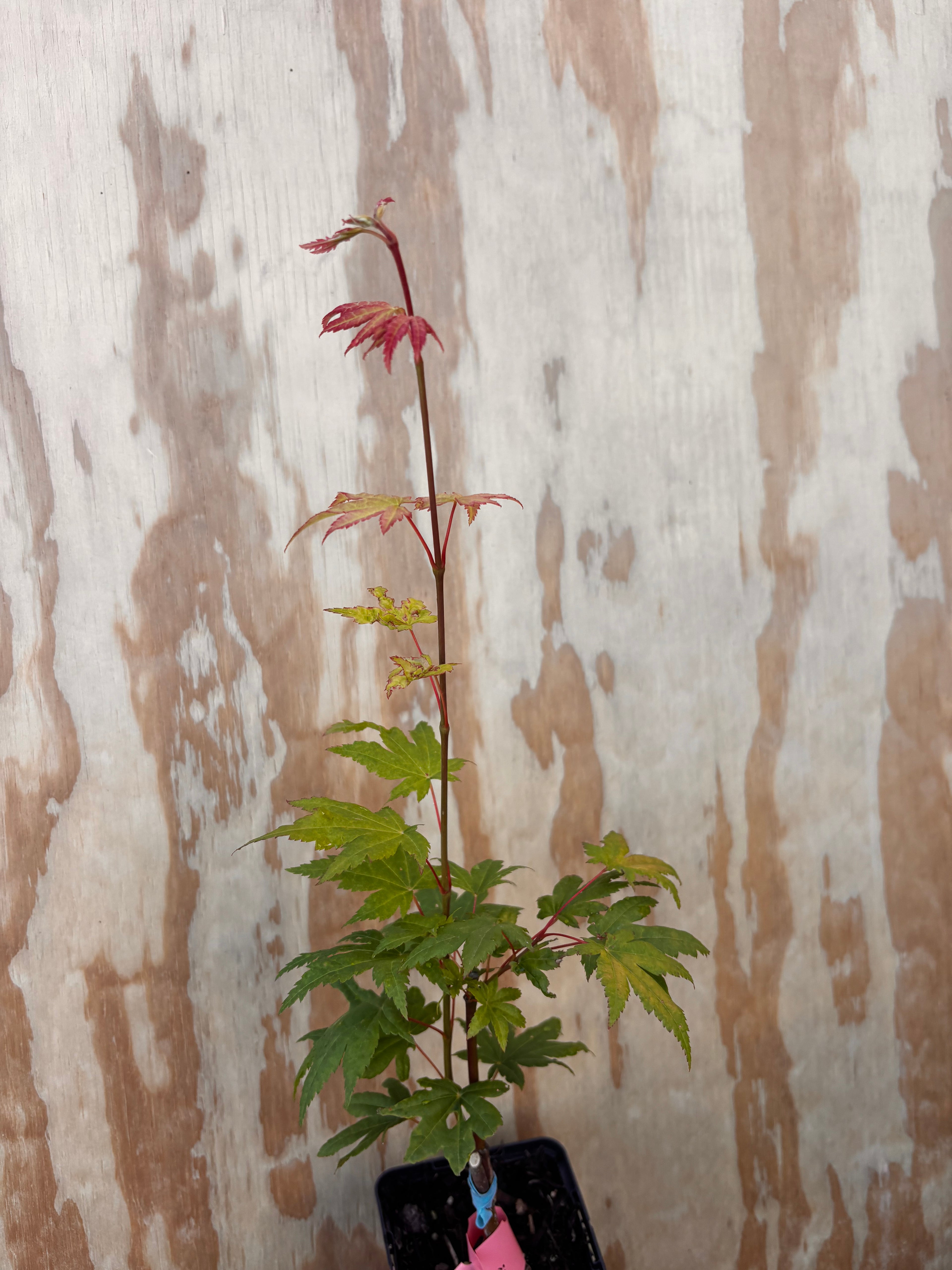 Acer Palmatum ‘Yama Nishiki’