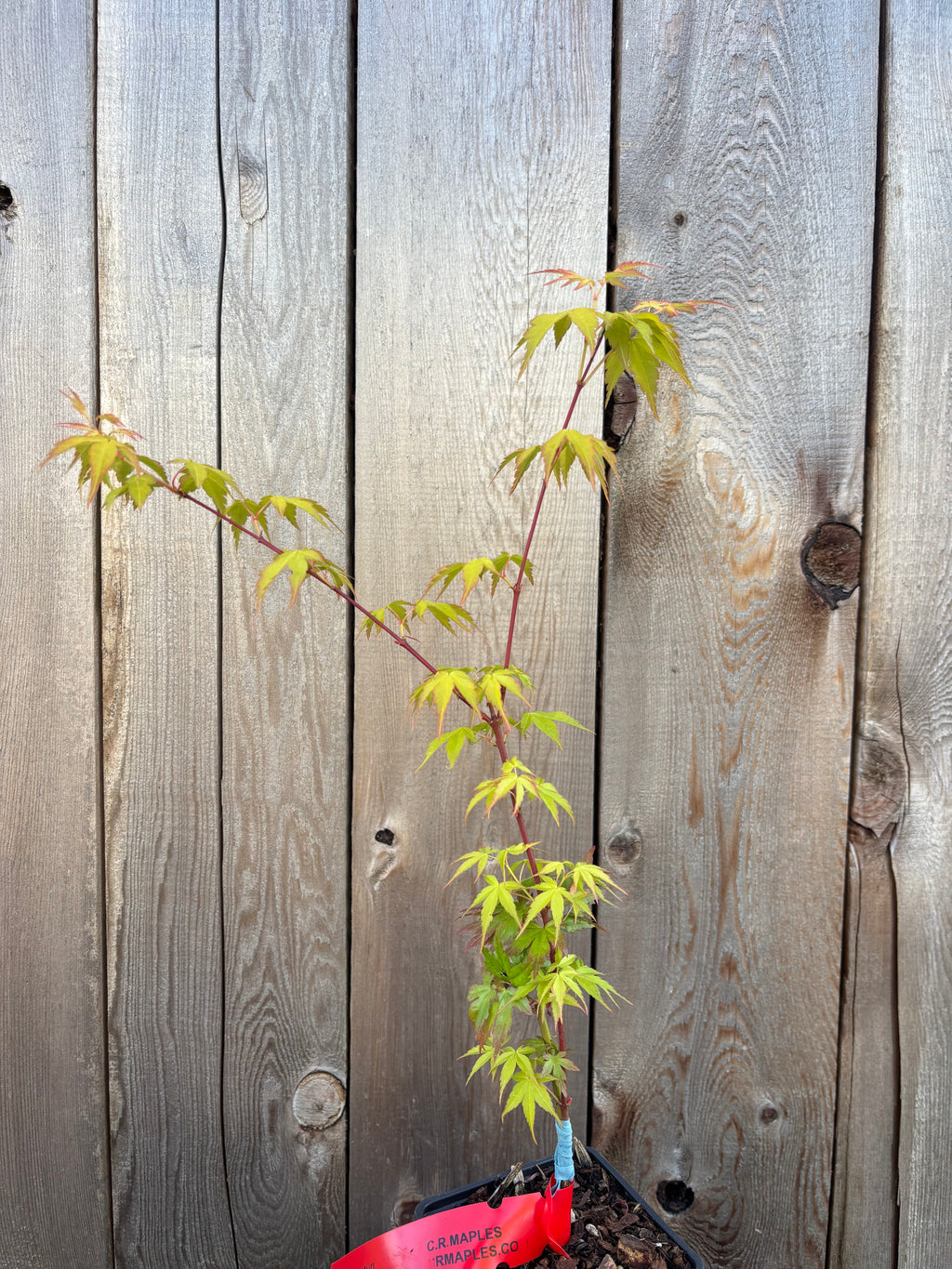 Acer Palmatum ‘Katsura’
