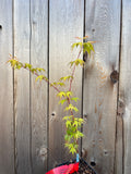 Acer Palmatum ‘Katsura’