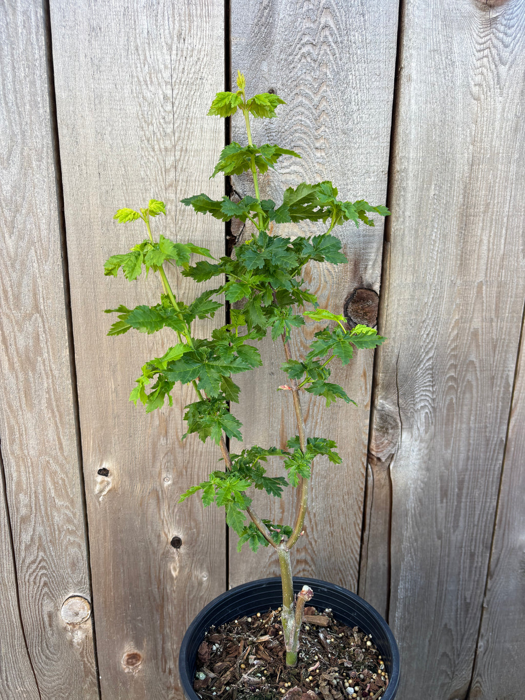 Acer Circinatum ‘Pacific Sprite’