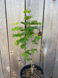 Acer Circinatum ‘Pacific Sprite’