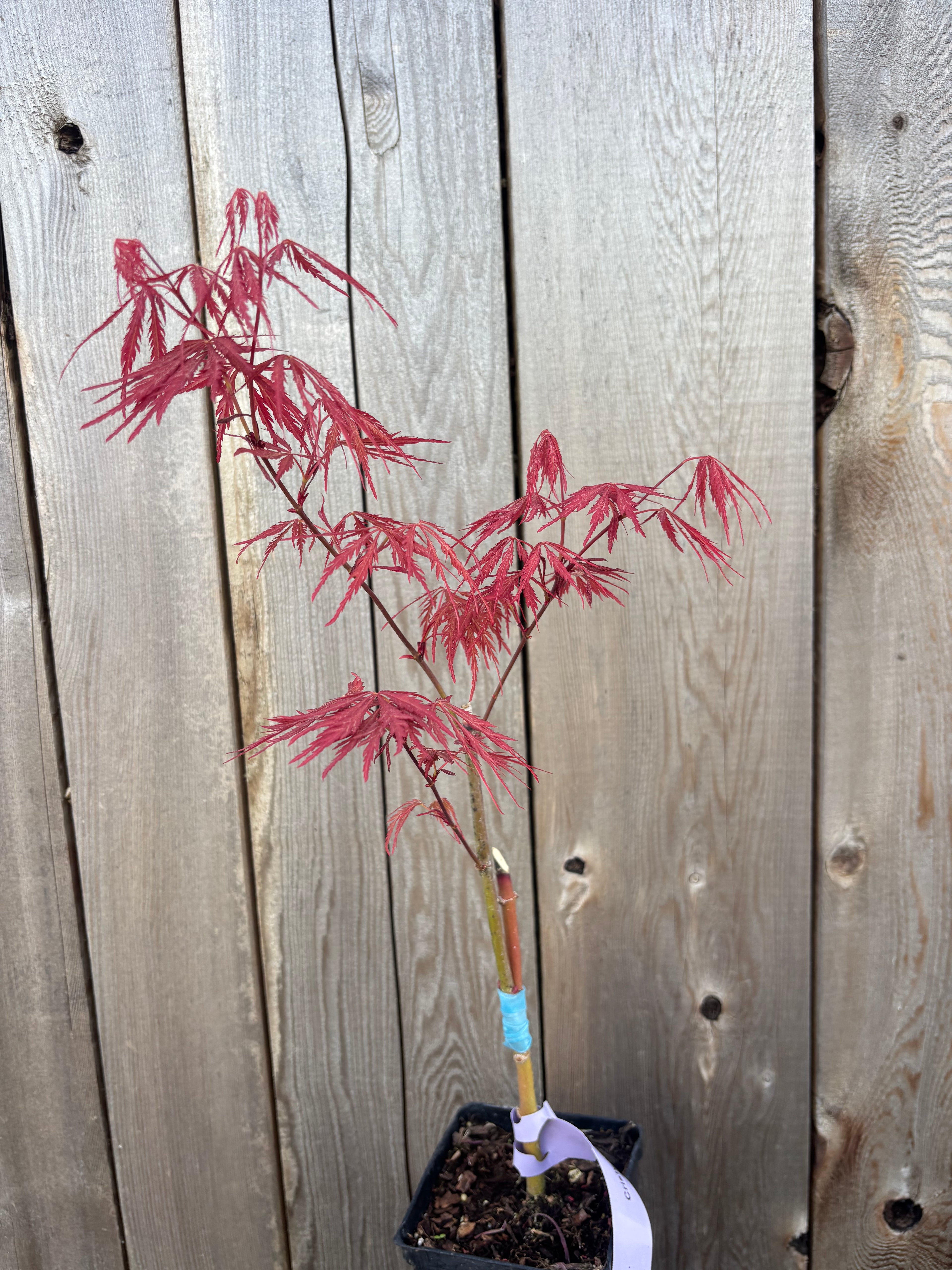 Acer Palmatum Dissectum ‘Heartbeat’