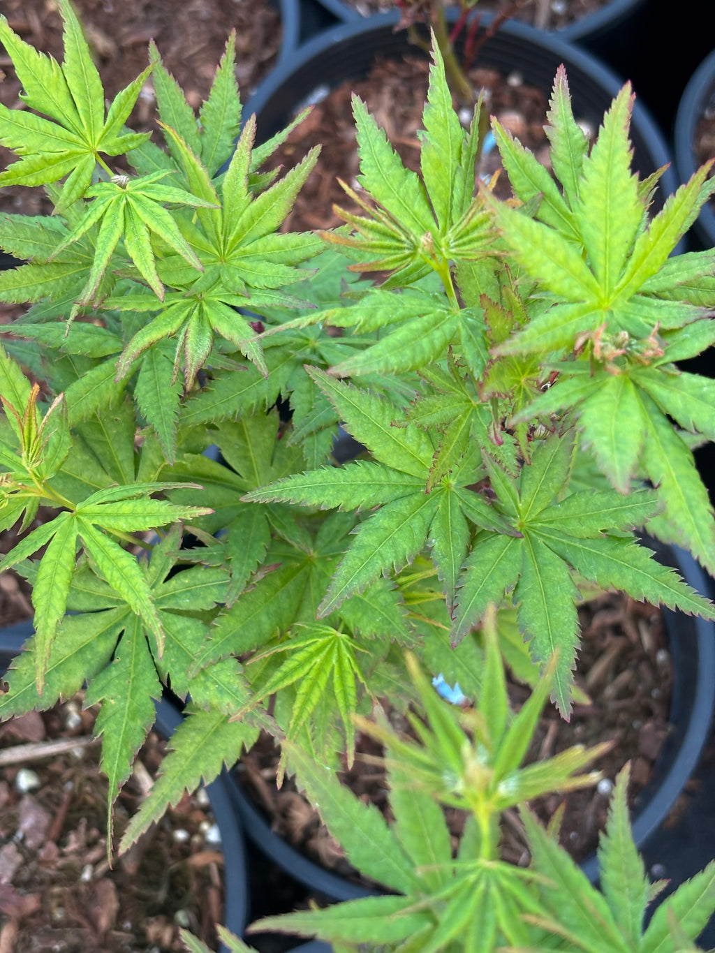 Acer Palmatum ‘Gabriela Mendoza’ RARE