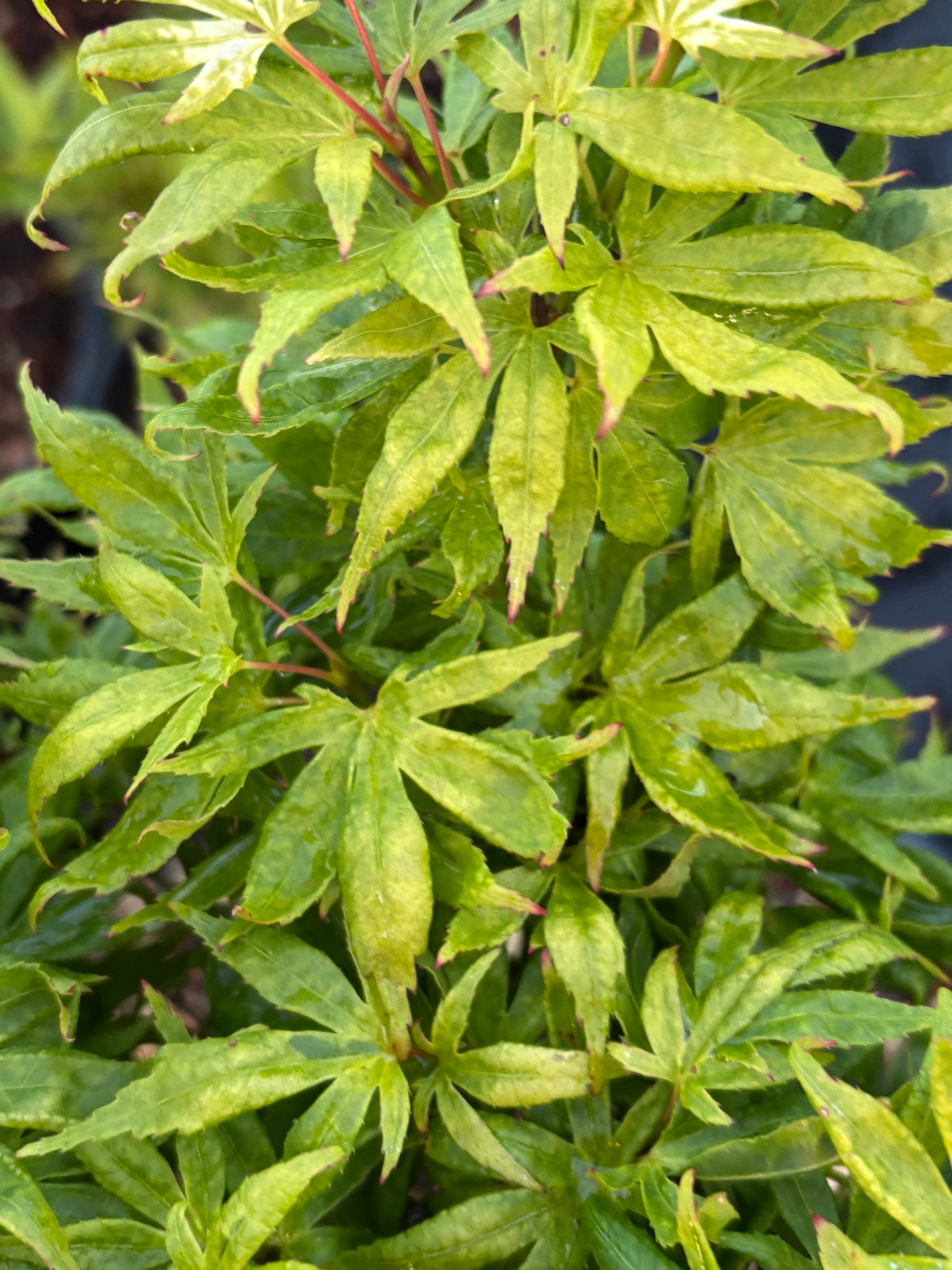 Acer Palmatum ‘El Tigre’ Mendoza