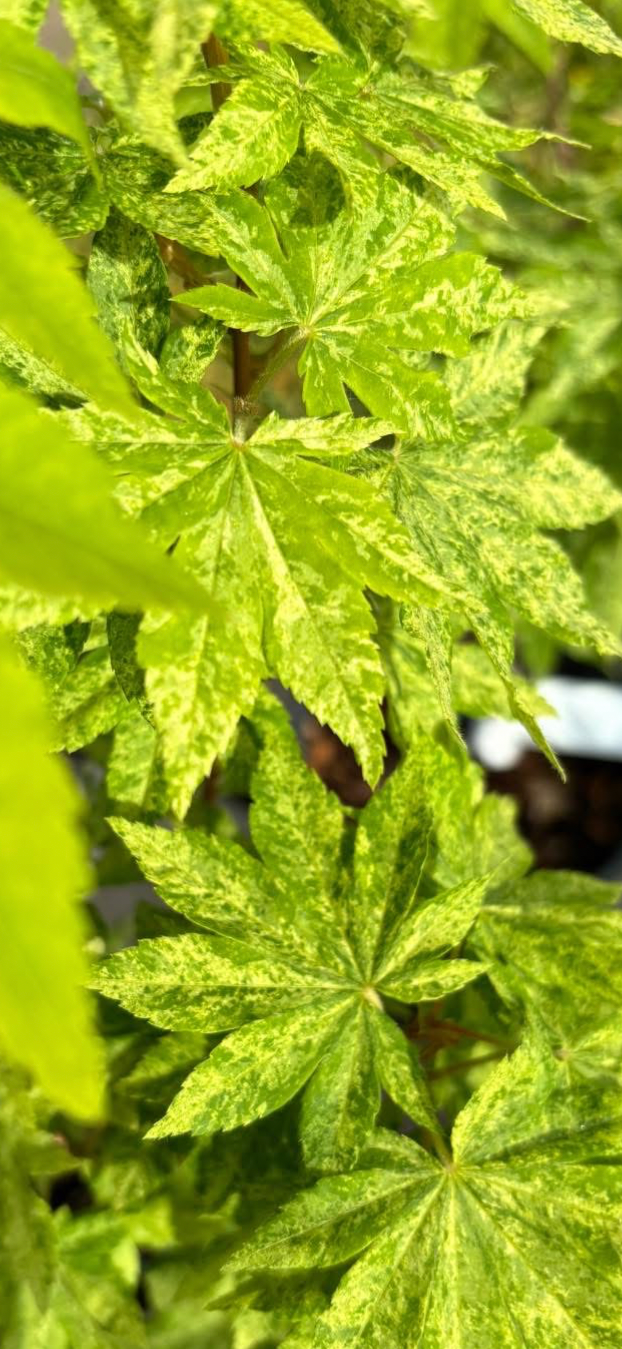 Acer Sieboldianum ‘Kumoi Nishiki’