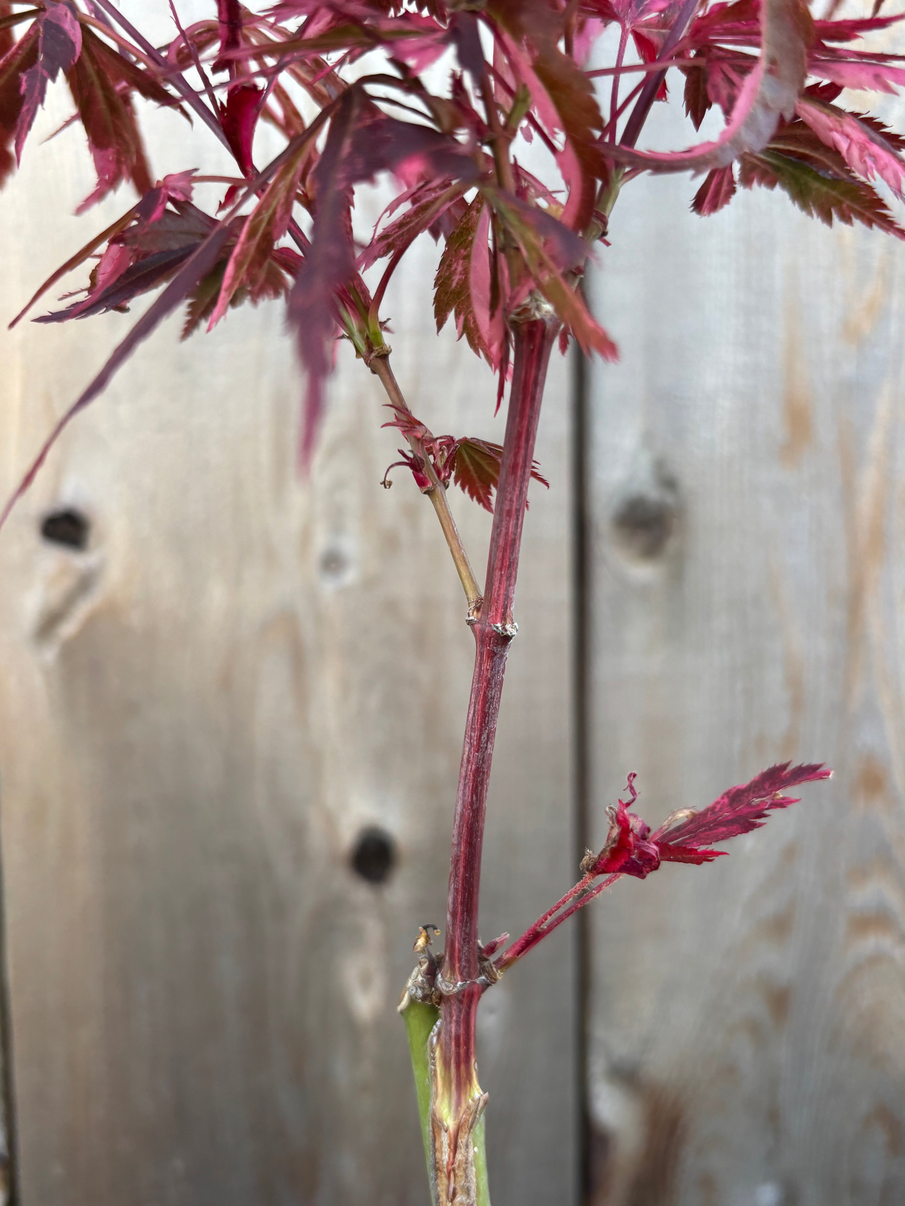 Acer Palmatum ‘Lileeane’s Jewels’