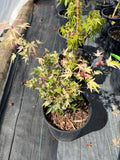 Acer Palmatum ‘Taiyo Nishiki’