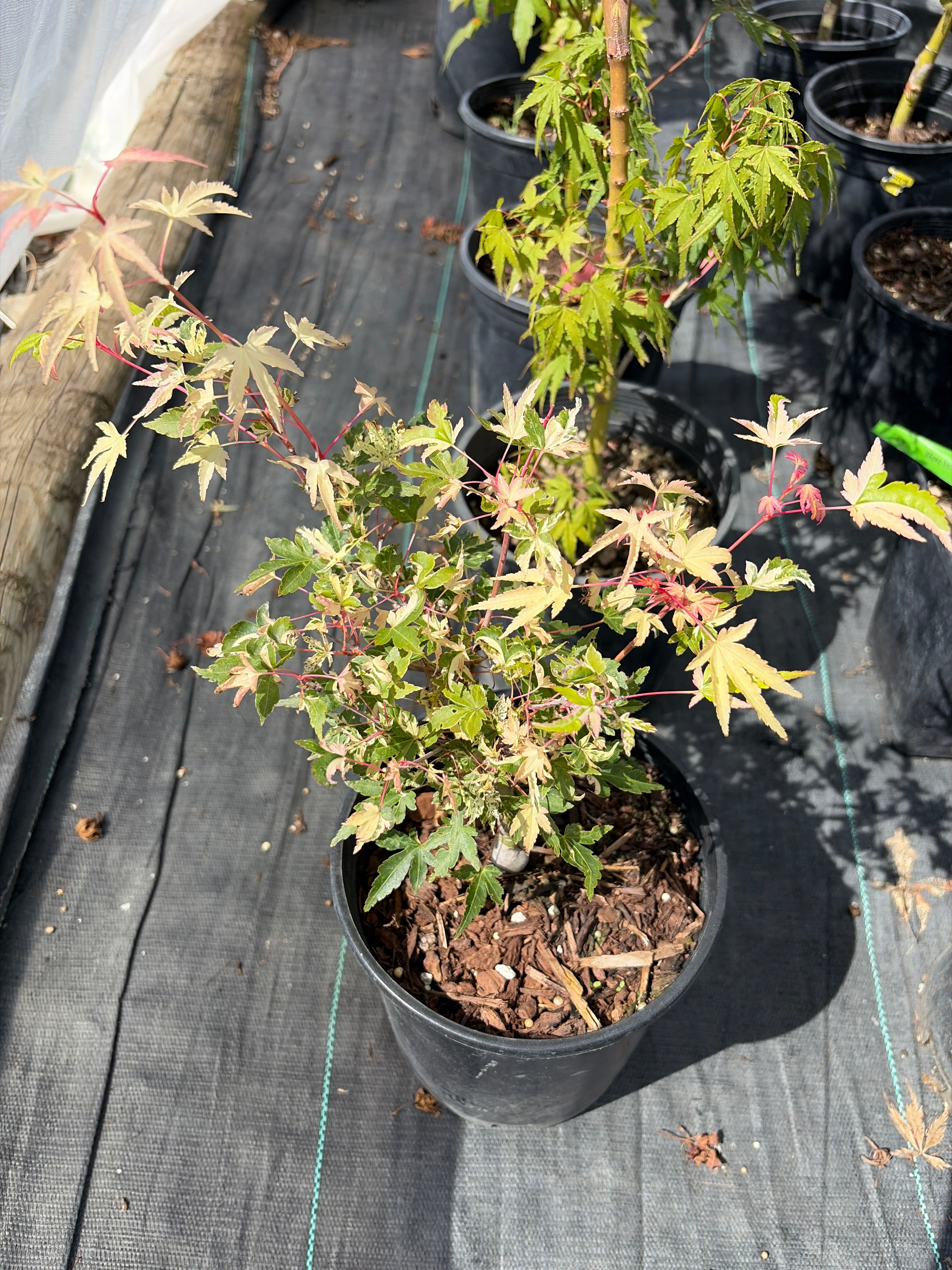Acer Palmatum ‘Taiyo Nishiki’