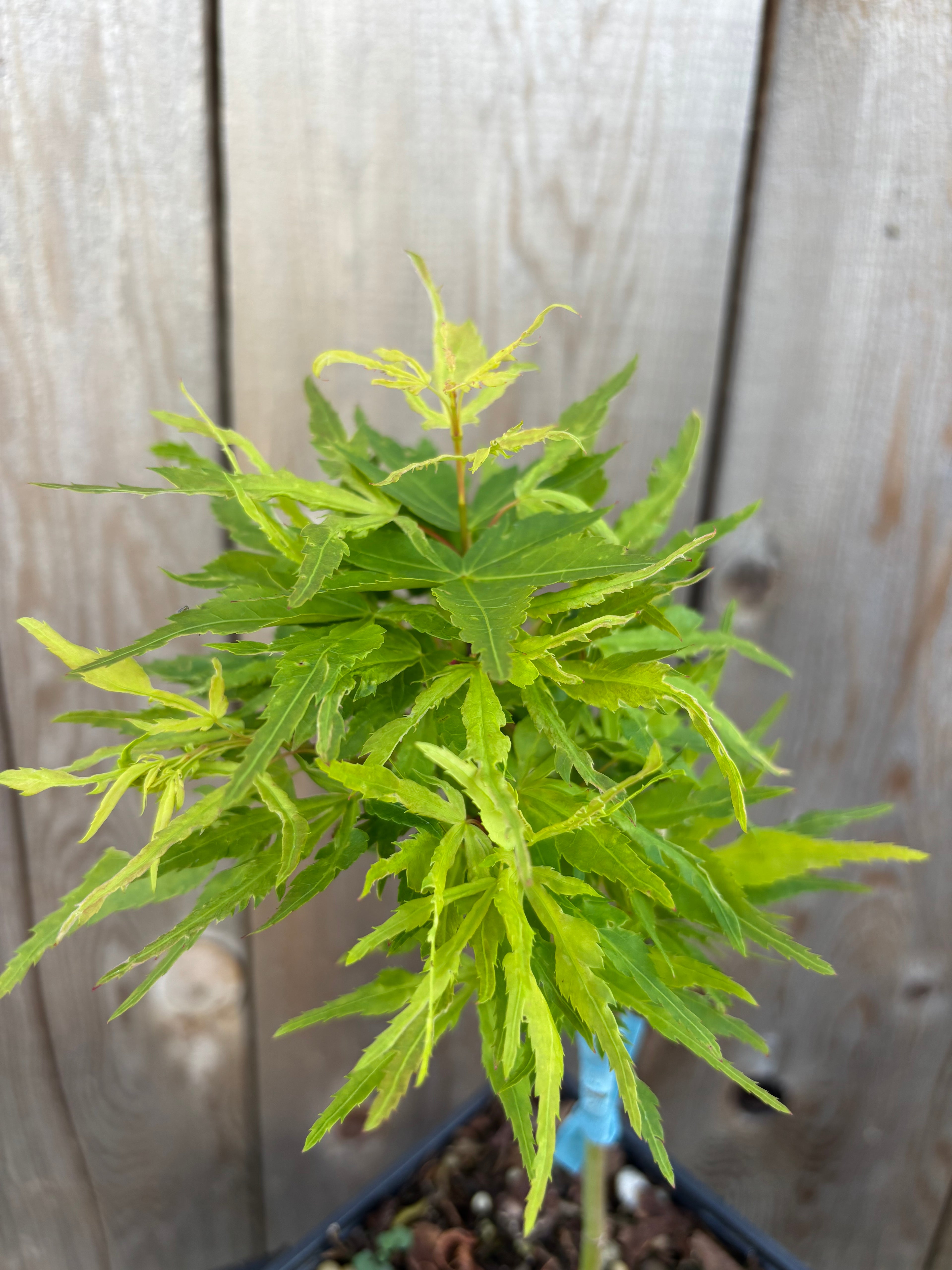Acer Palmatum ‘Catalina Yatsubusa’