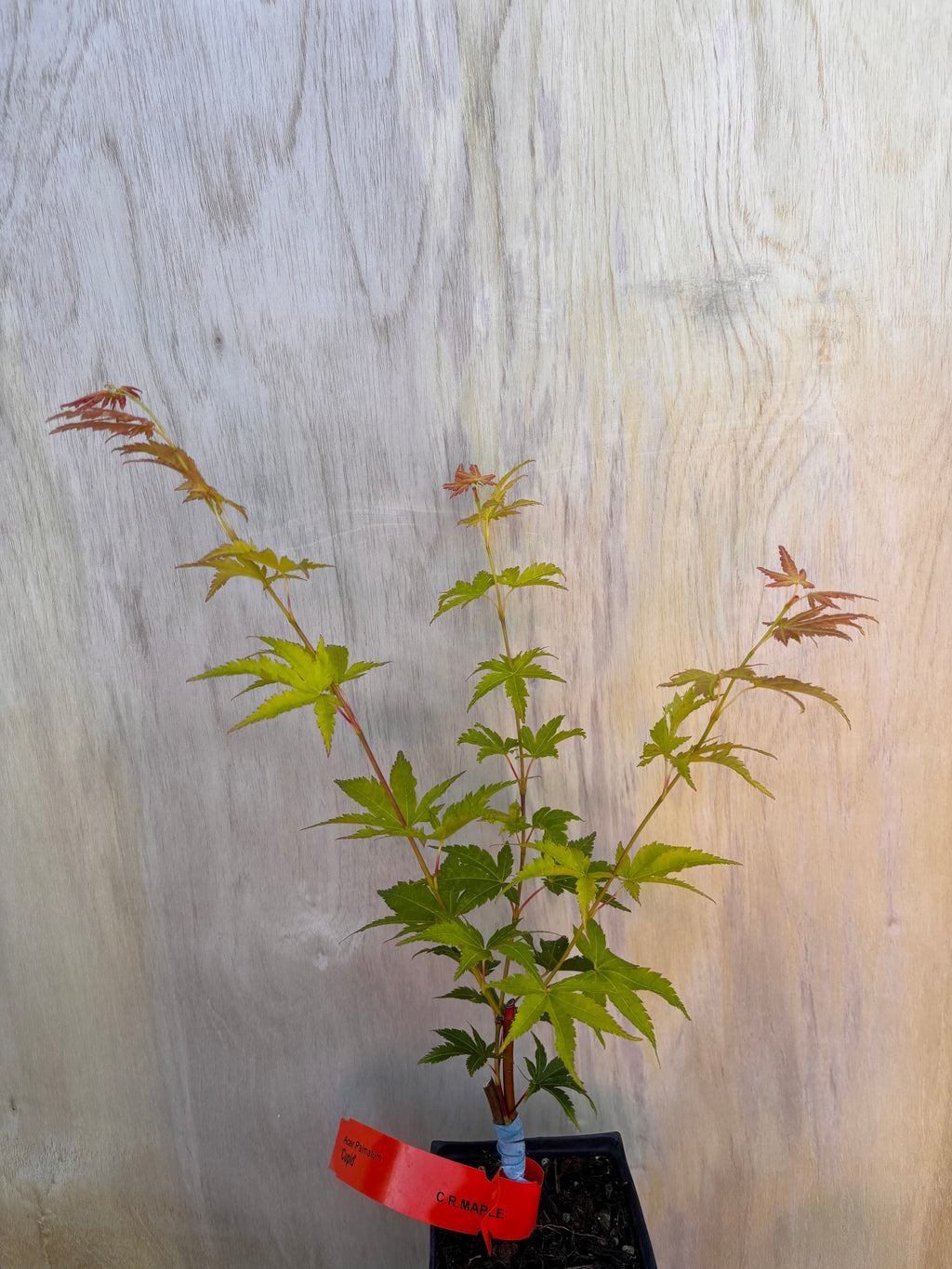 Acer Palmatum ‘Cupid’