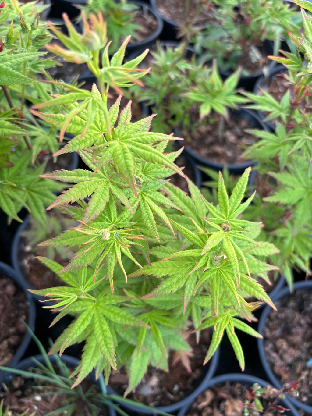 Acer Palmatum ‘Gabriela Mendoza’ RARE