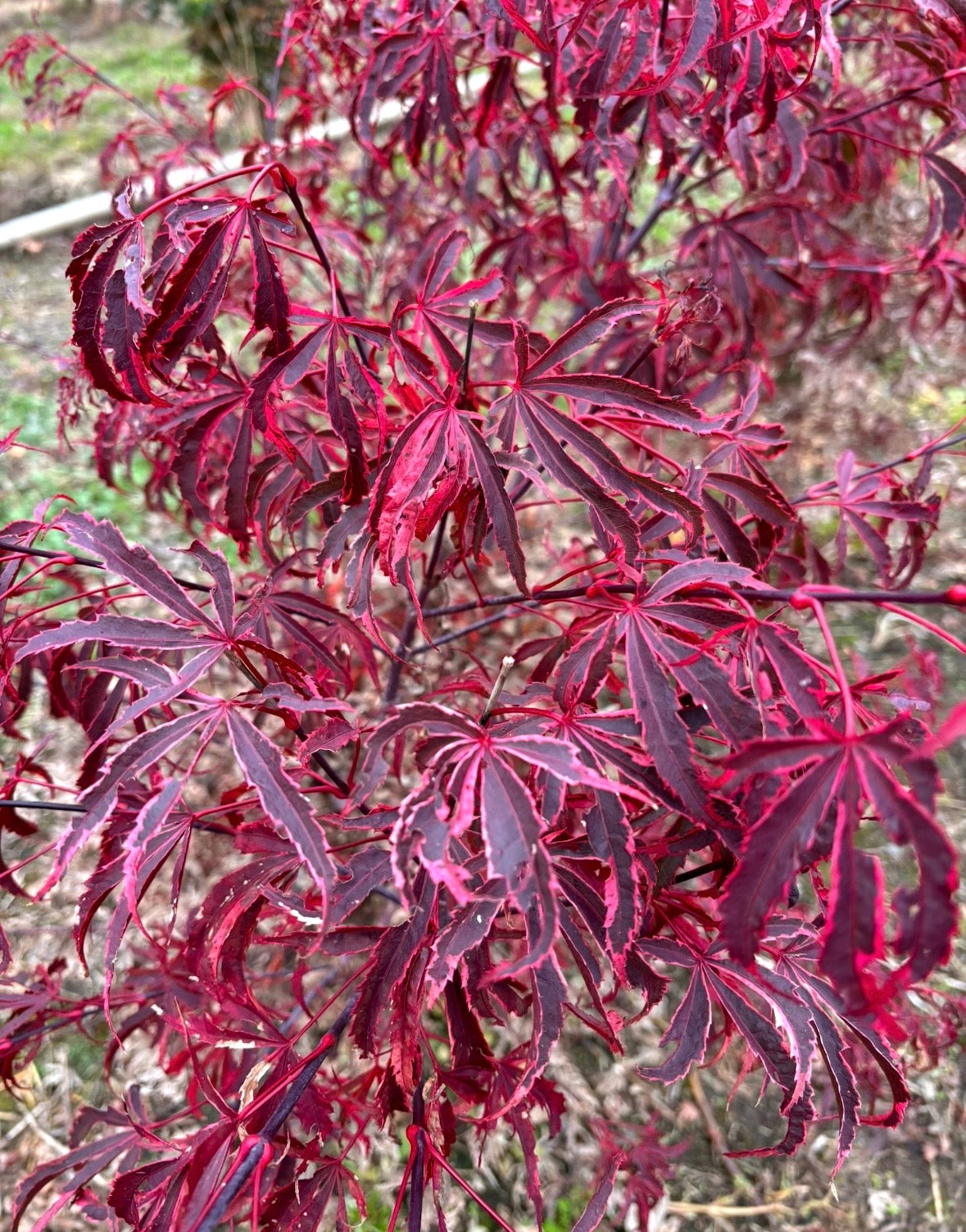 Acer Palmatum ‘Giesha Gone Wild’