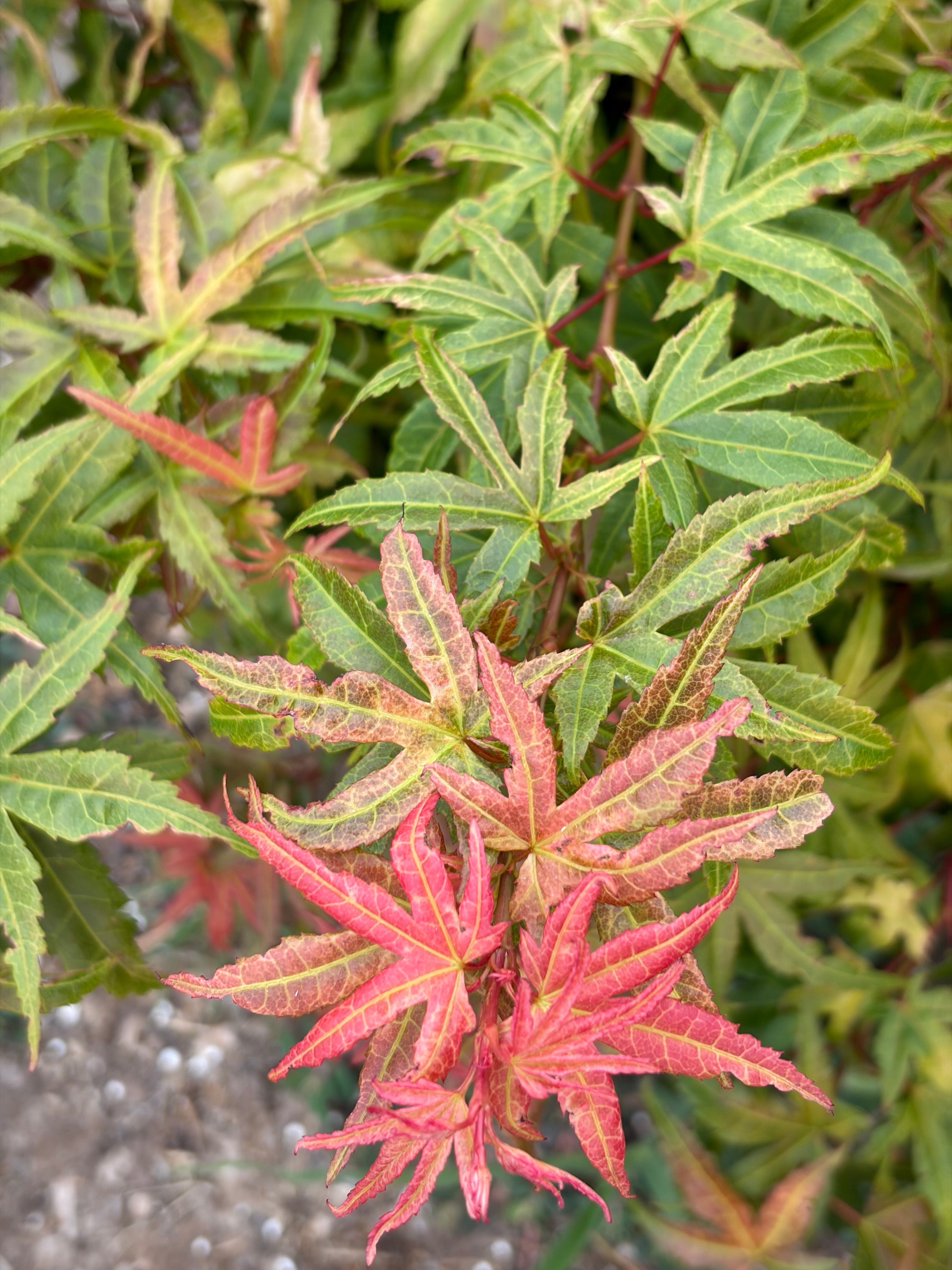 Acer Palmatum ‘Sonya Yatsubusa’  NEW / RARE