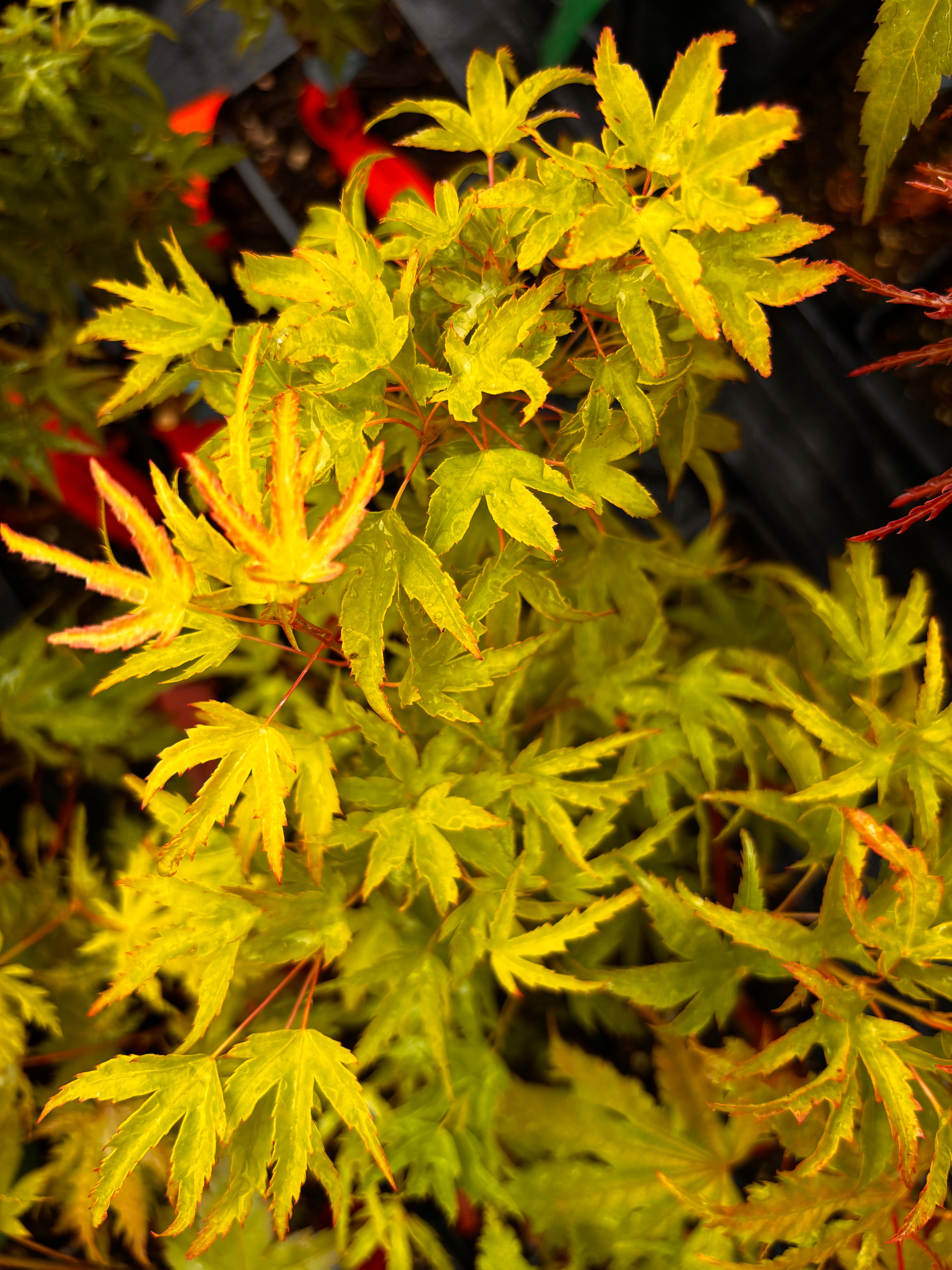 Acer Palmatum ‘Kamagata’