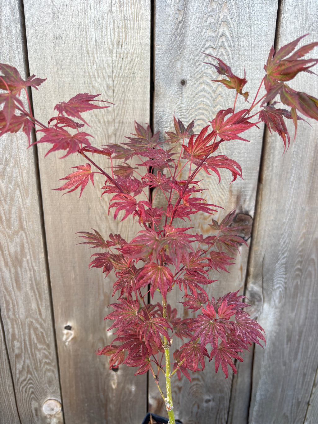 Acer Palmatum X ‘Purple Curl’