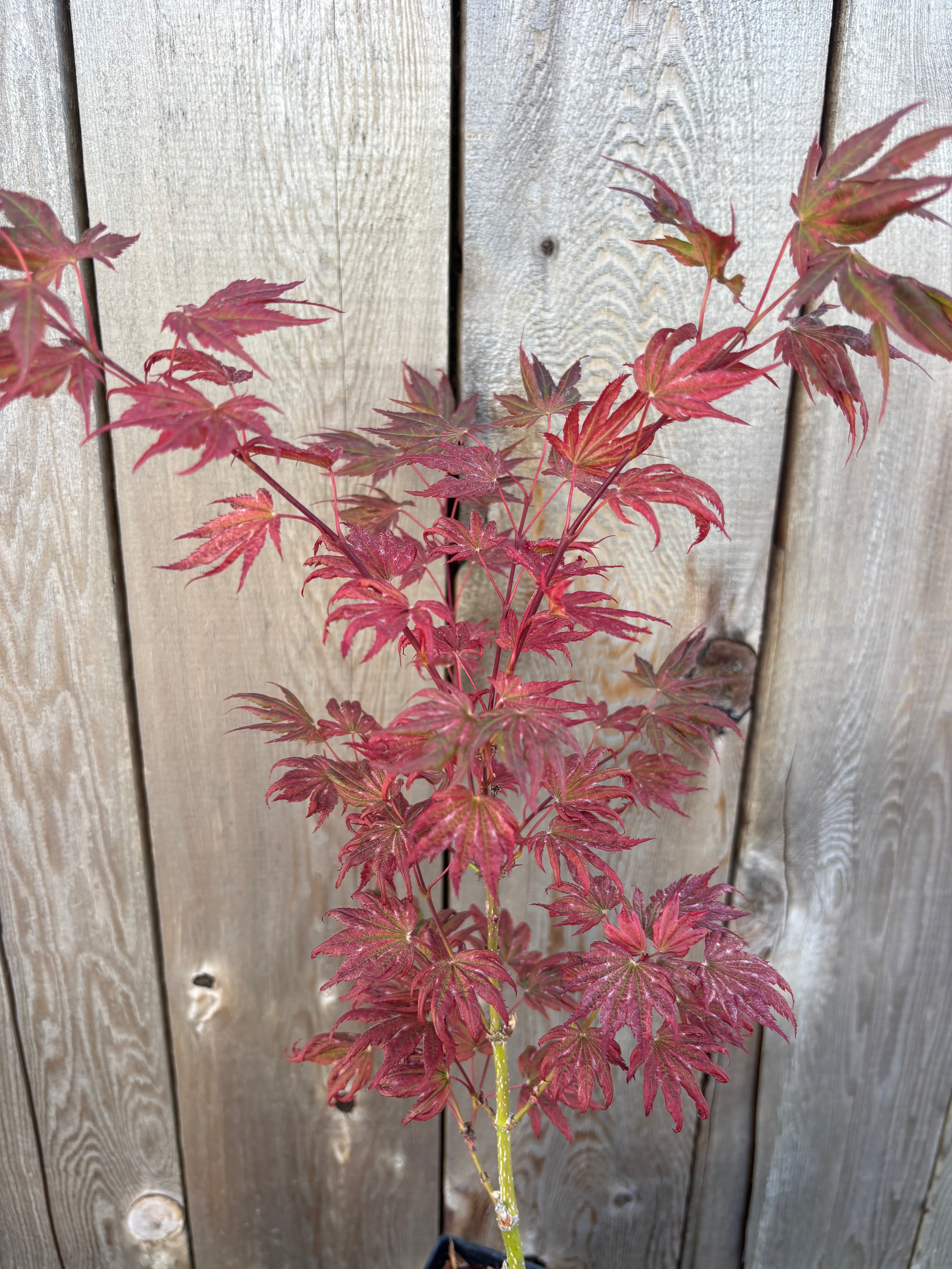 Acer Palmatum X ‘Purple Curl’
