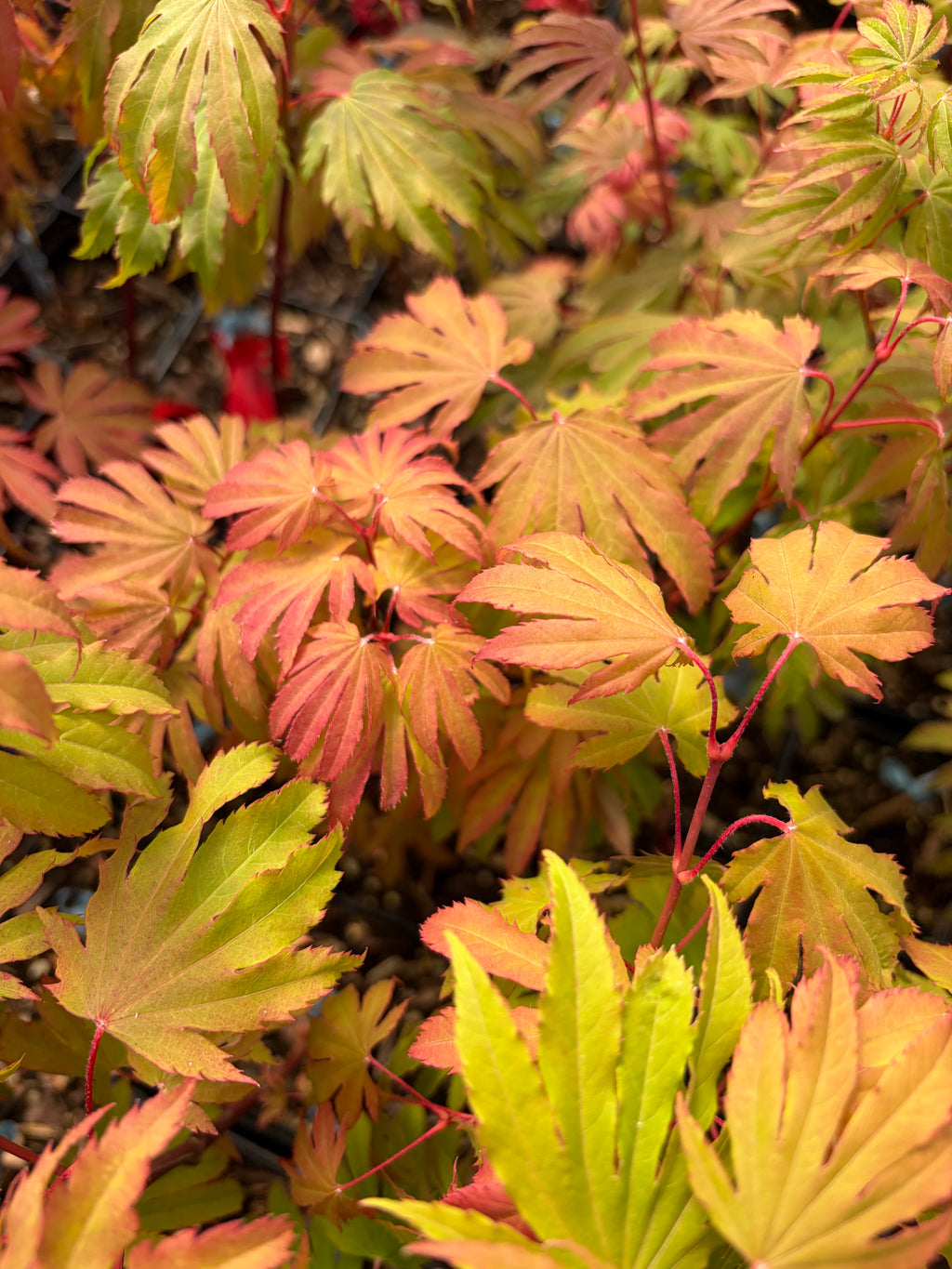 Acer circinatum 'Kisetsu dore'