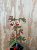 Acer Palmatum ‘Blackbeard’s Gold’